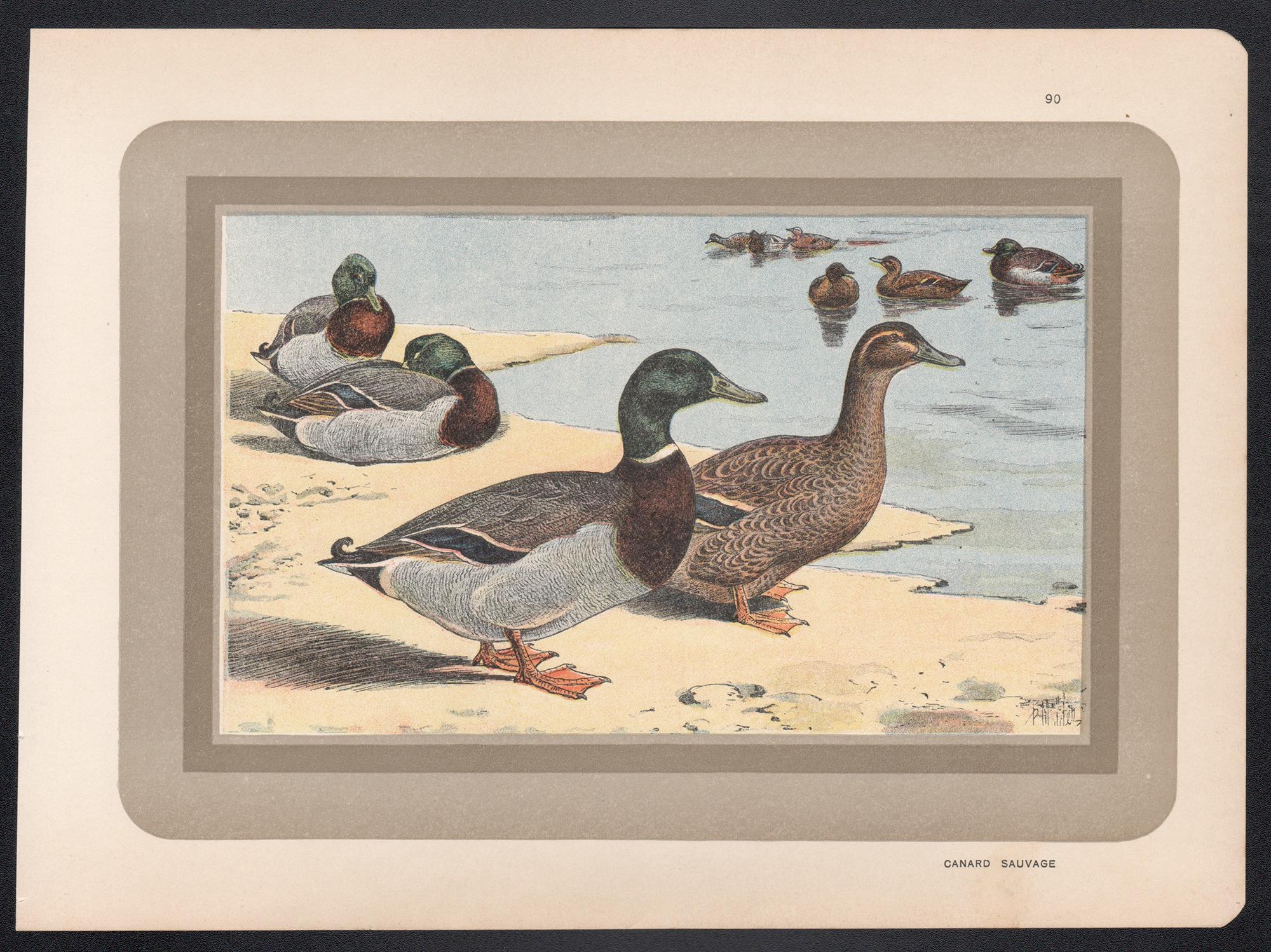 Wild Duck, French antique natural history bird duck art illustration print - Print by P. Mahler