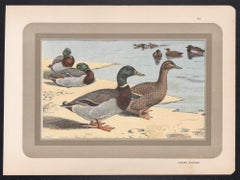 Wild Duck, French antique natural history bird duck art illustration print