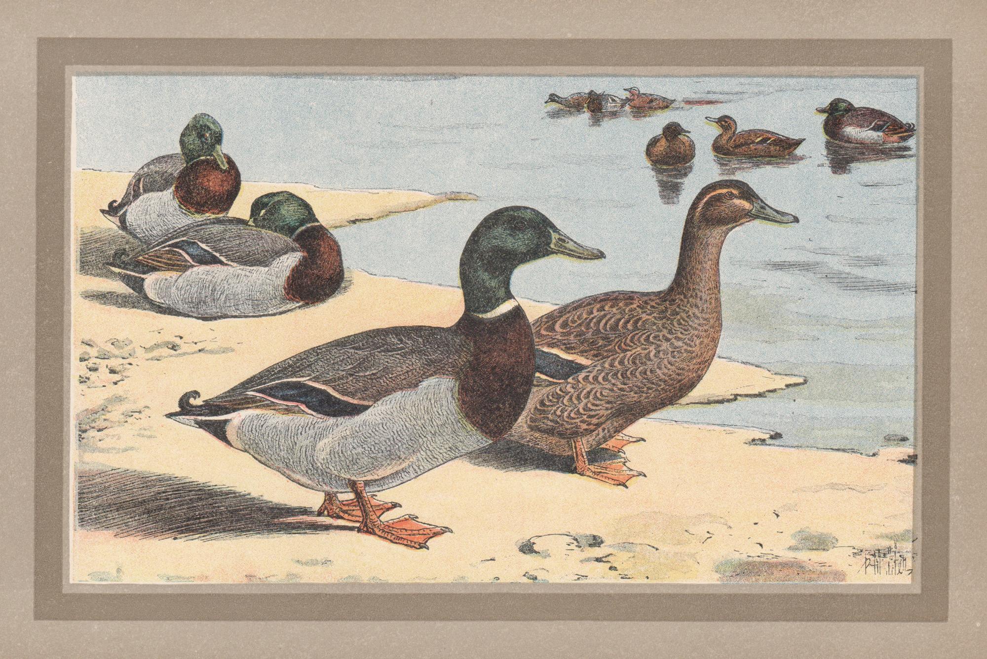 P. Mahler Print – Französischer antiker naturkundlicher Vogel-Enten-Illustrationdruck, Wildleder