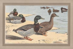 Wild Duck, French antique natural history bird duck art illustration print