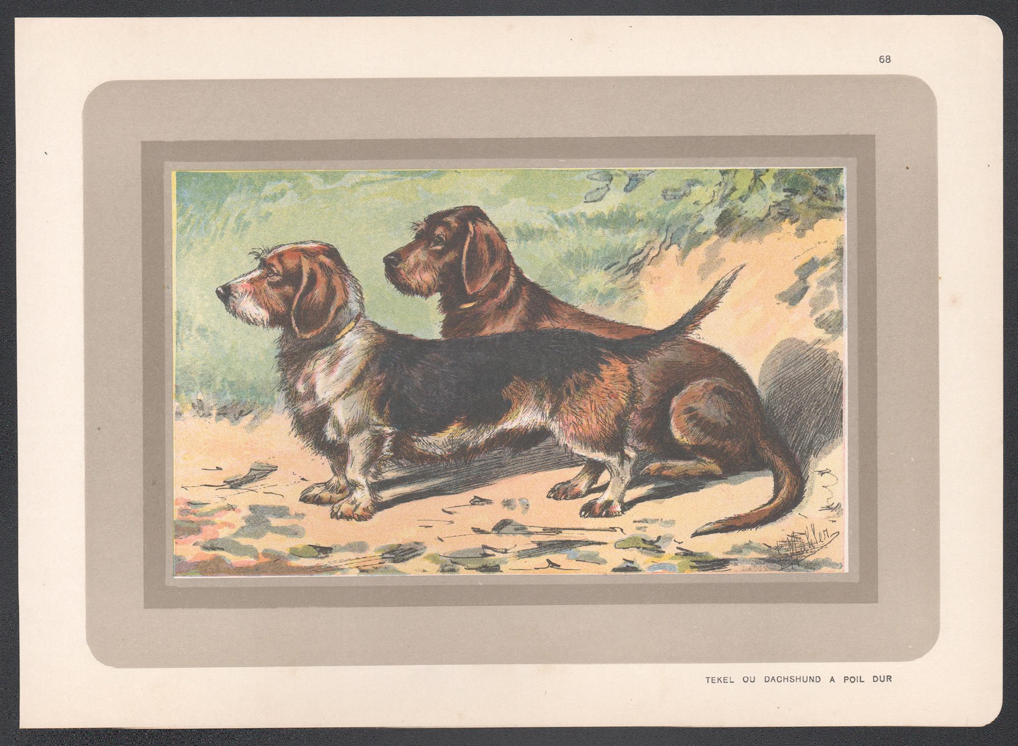 Wire-Haired Dachshund, French hound dog chromolithograph print, 1930s - Print by P. Mahler