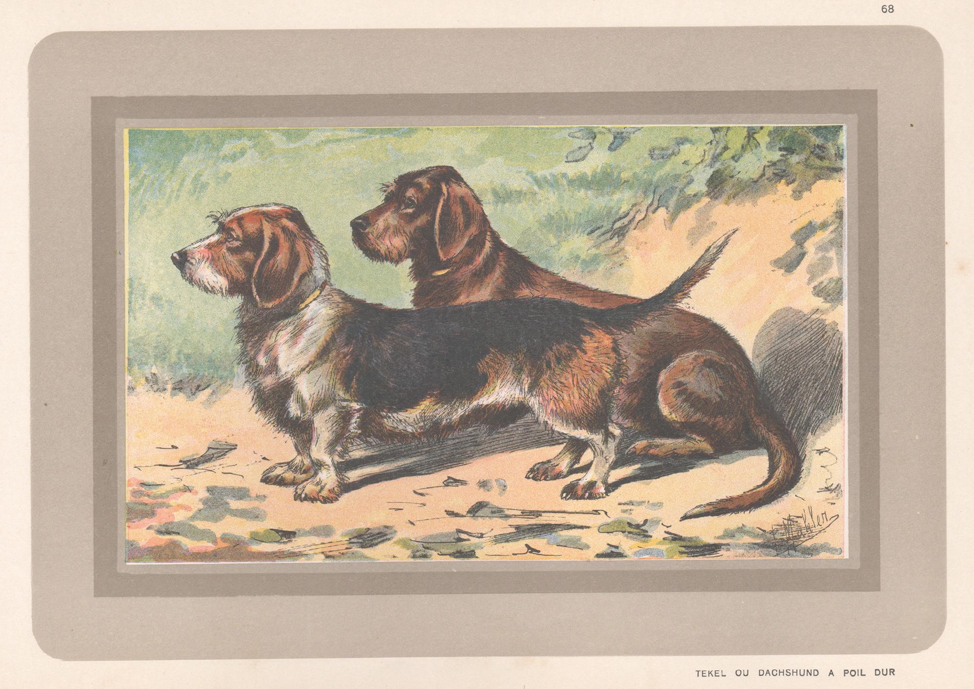 P. Mahler Animal Print - Wire-Haired Dachshund, French hound dog chromolithograph print, 1930s