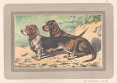 Wire-Haired Dachshund, French hound dog chromolithograph print, 1930s
