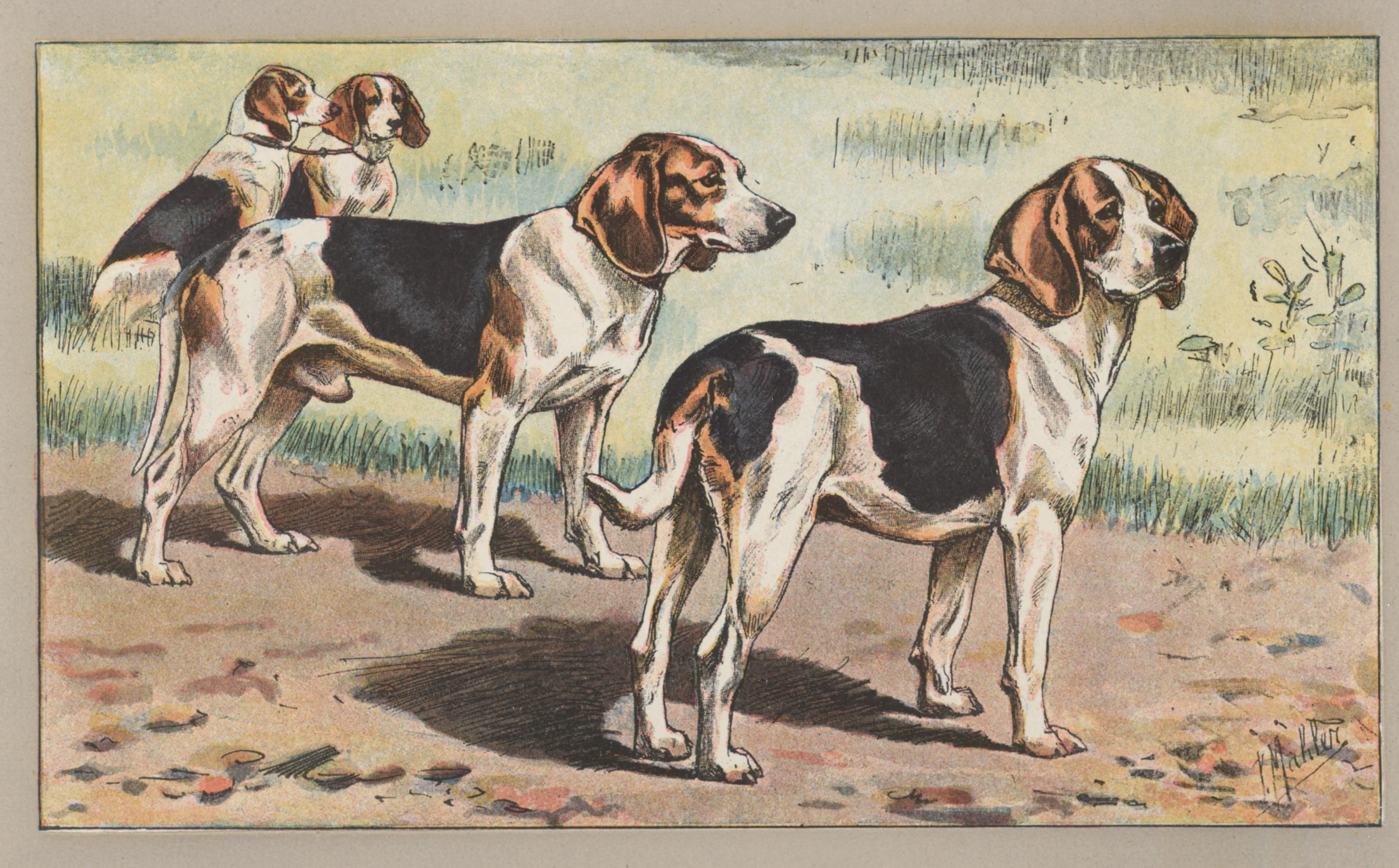 Beagle - Print by P. Mahler