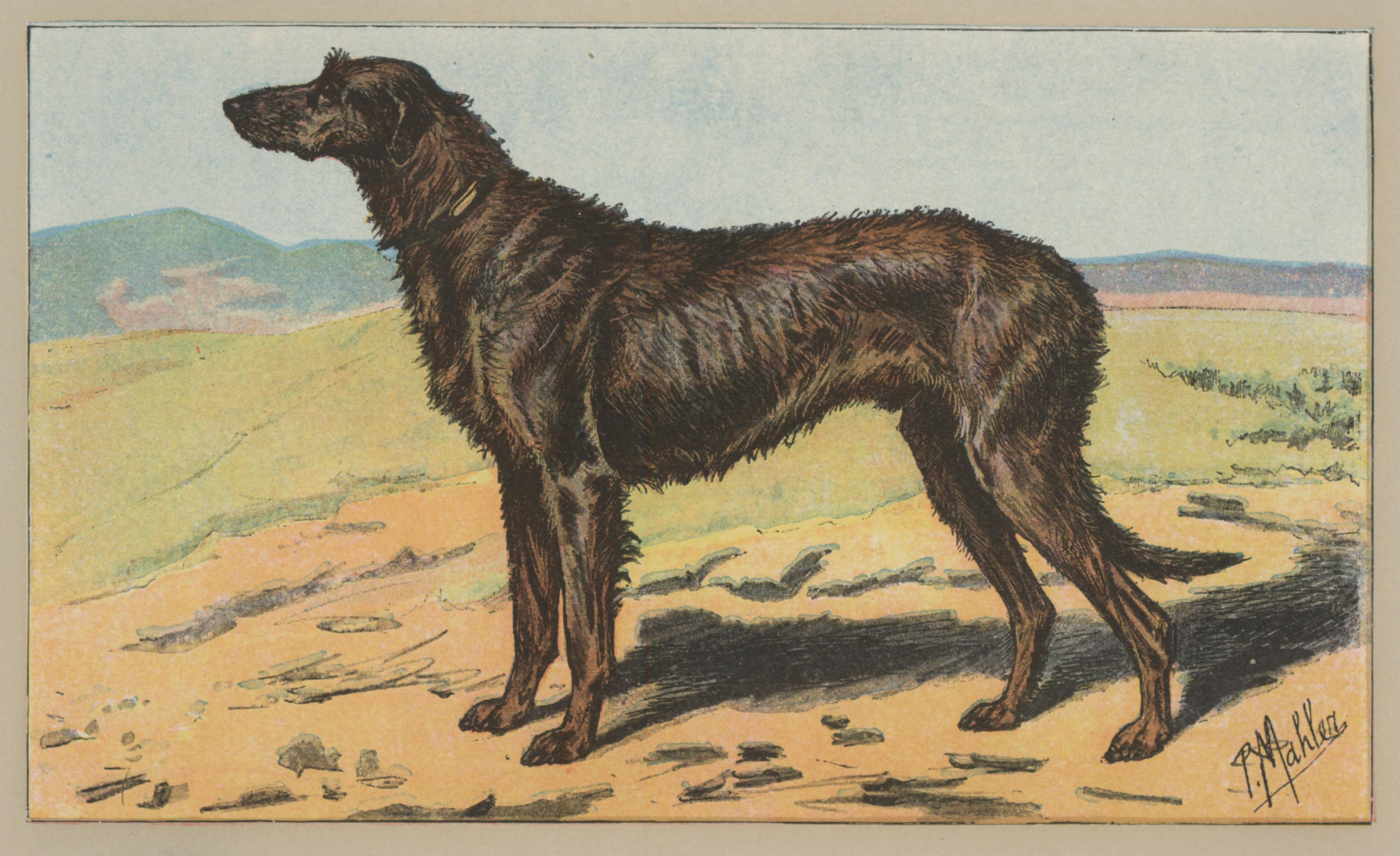 Wolfhound - Print by P. Mahler