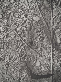 Diurnos:  El Suelo del Bosque - Colotipia Original y Plantilla (Cramer #115)