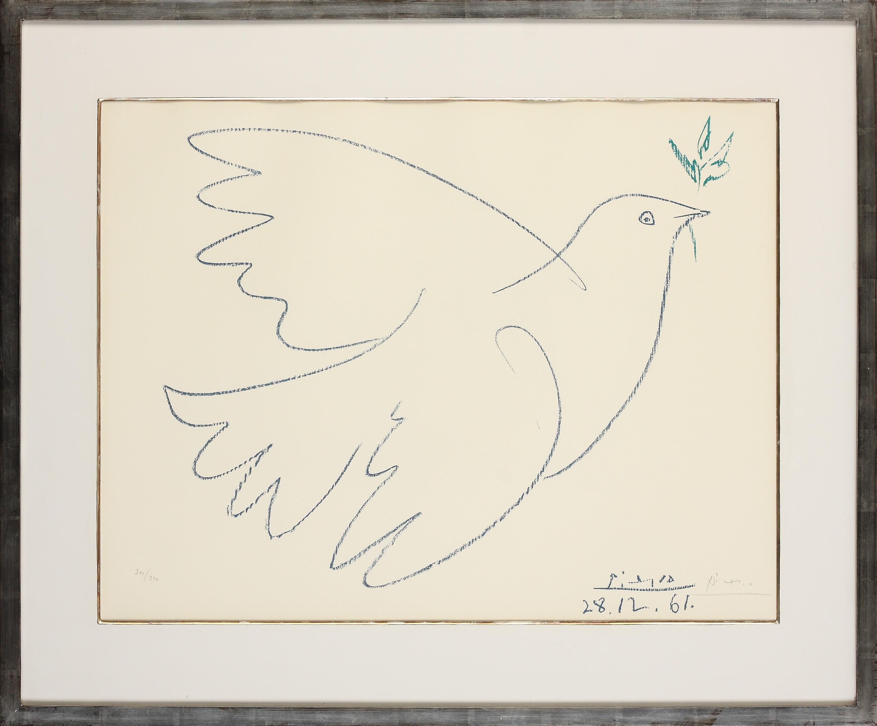 colombe drawing