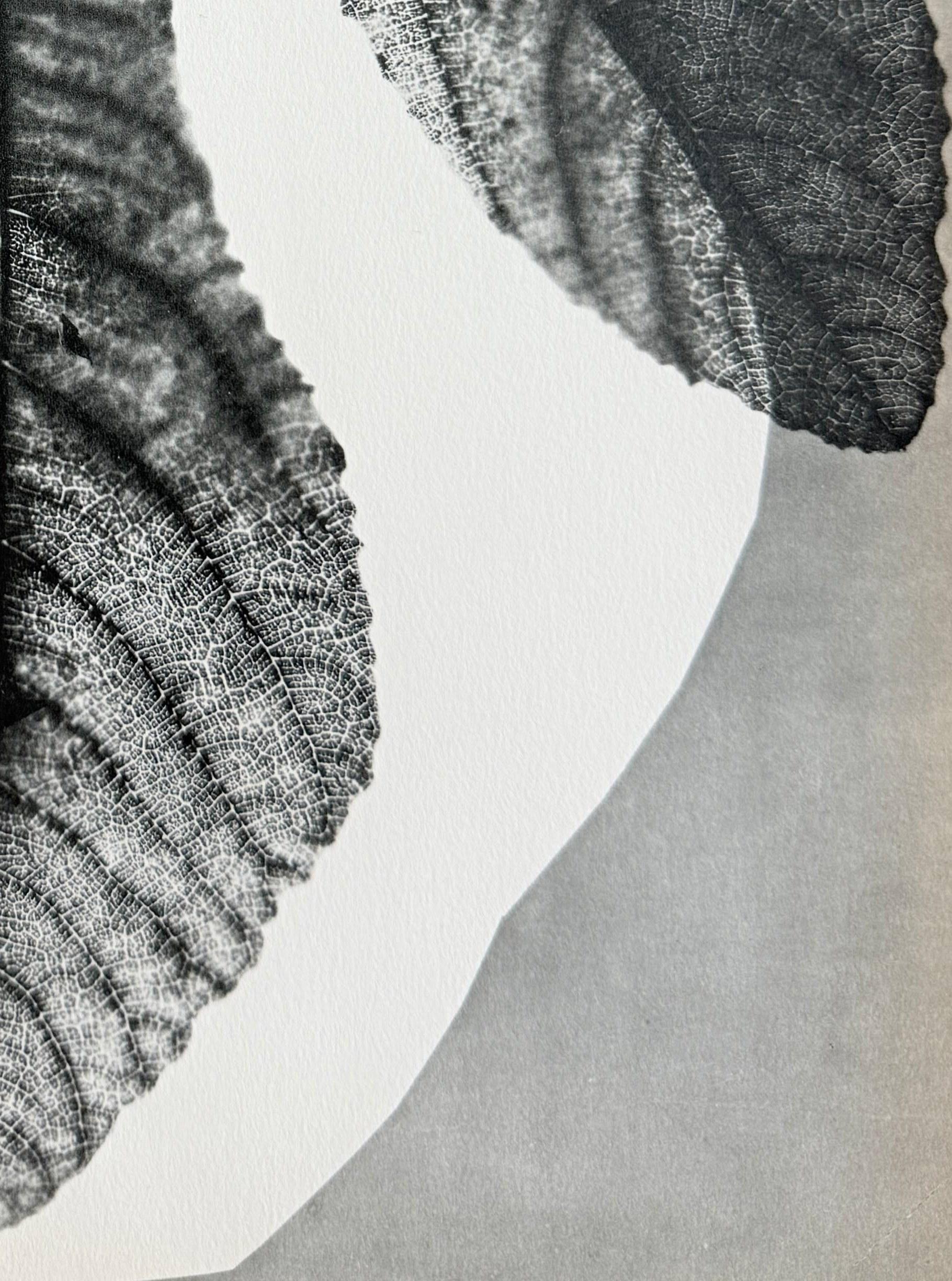 Midas - Gris Print par Pablo Picasso