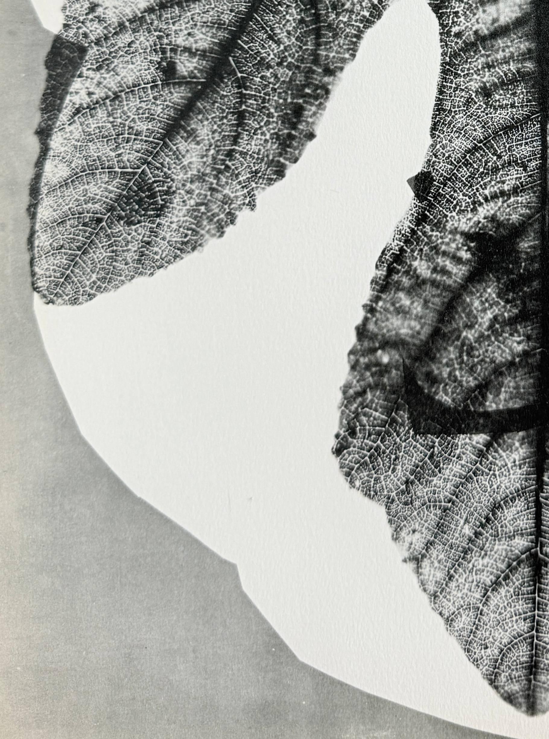 Pablo Picasso (1881-1973) - Midas

Phototype et pochoir de 1962.

Tiré à 1 000 exemplaires, cet exemplaire porte le numéro 334, comme l'indique le colophon.

Dimensions de la feuille : 40 x 30 cm

Dimensions dans le cadre : 53,2 x 43,2 cm

Éditeur :