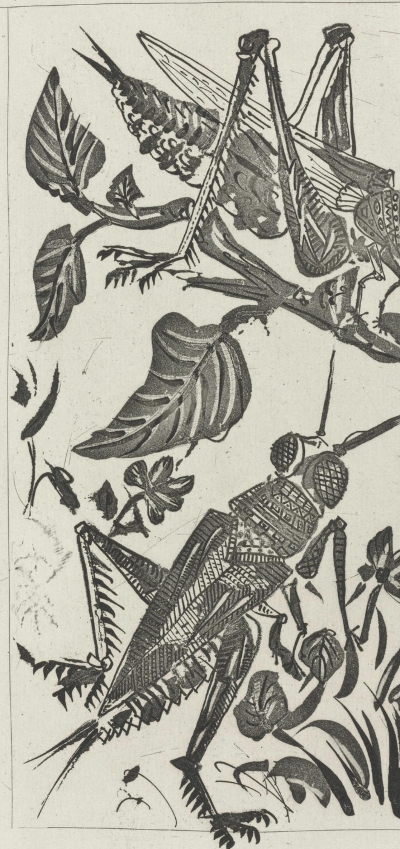 Picasso, La Sauterelle, Histoire naturelle (after) - Print by Pablo Picasso