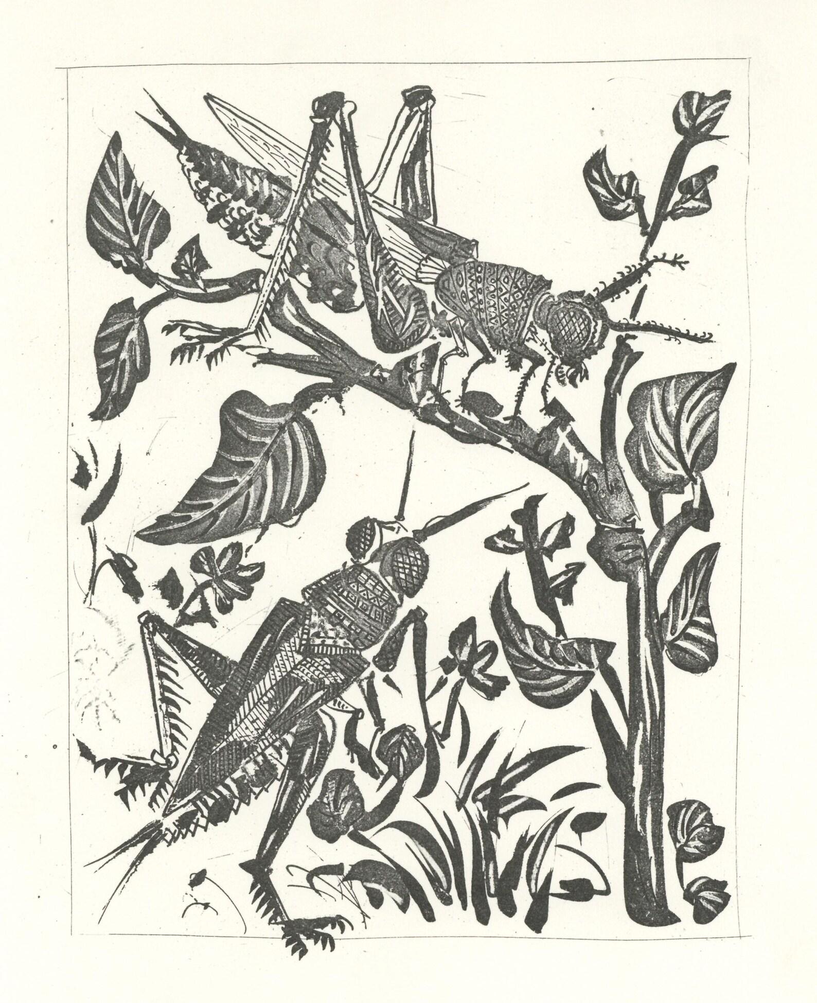 Lithographie sur papier bouffant des Papeteries de Casteljoux. Non signé et non numéroté, tel que publié. Bon état. Notes : D'après l'in-folio, Eaux-fortes originales pour des textes de Buffon (Histoire naturelle), 1970. Publié par Martin Fabiani,