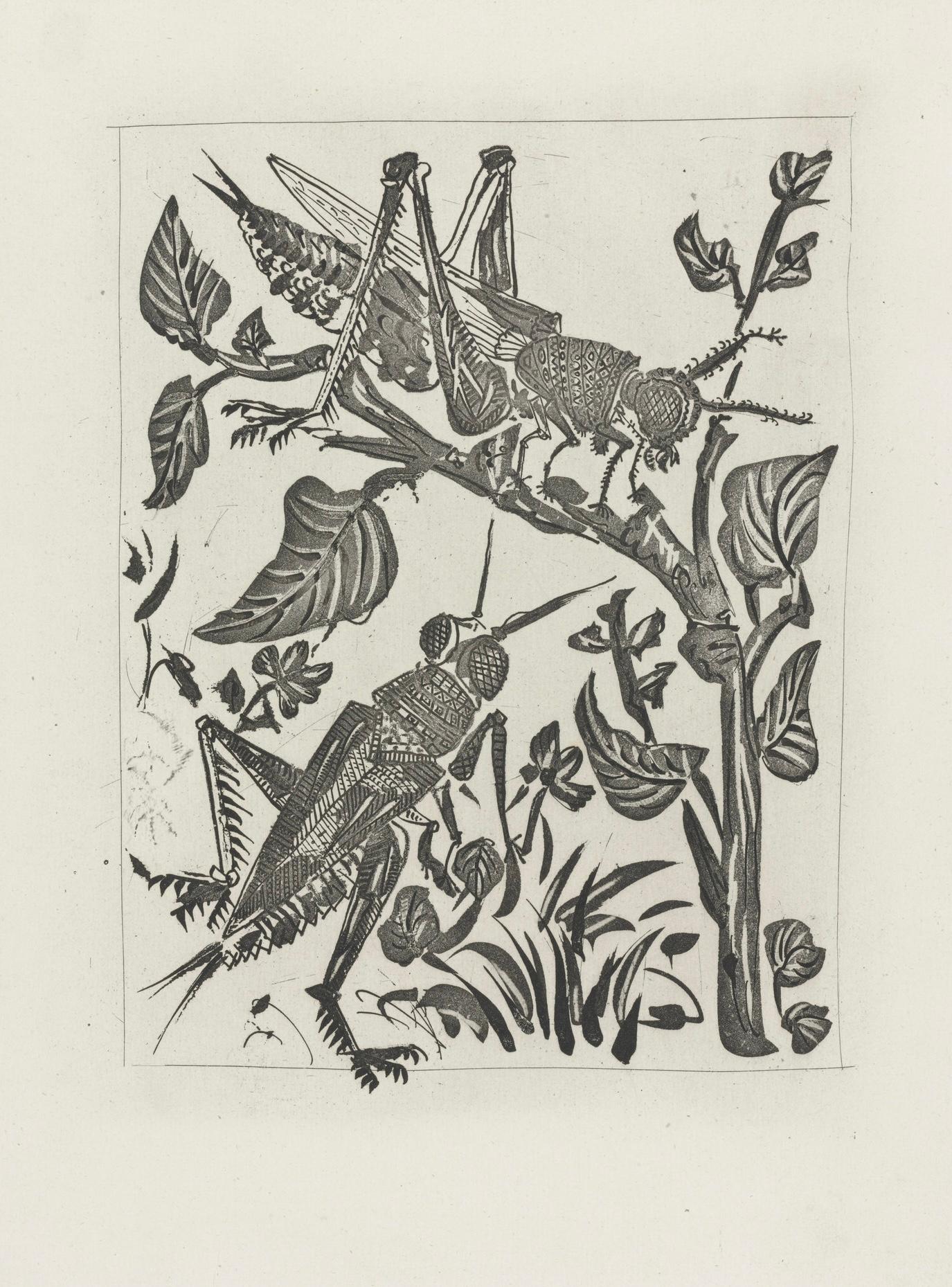 Picasso, La Sauterelle, Histoire naturelle (after) For Sale 4