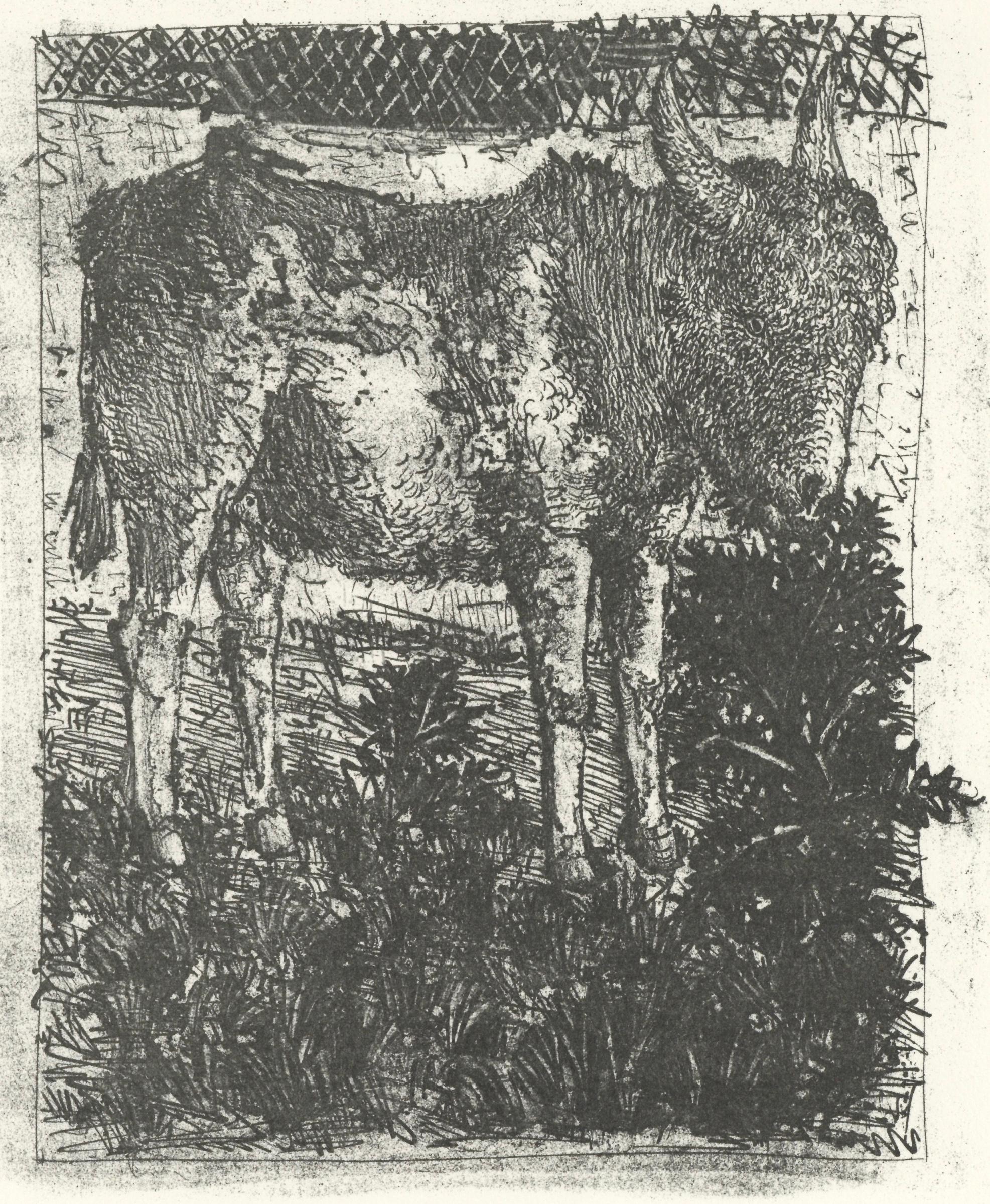 Picasso, L'Âne, Histoire naturelle (nach)