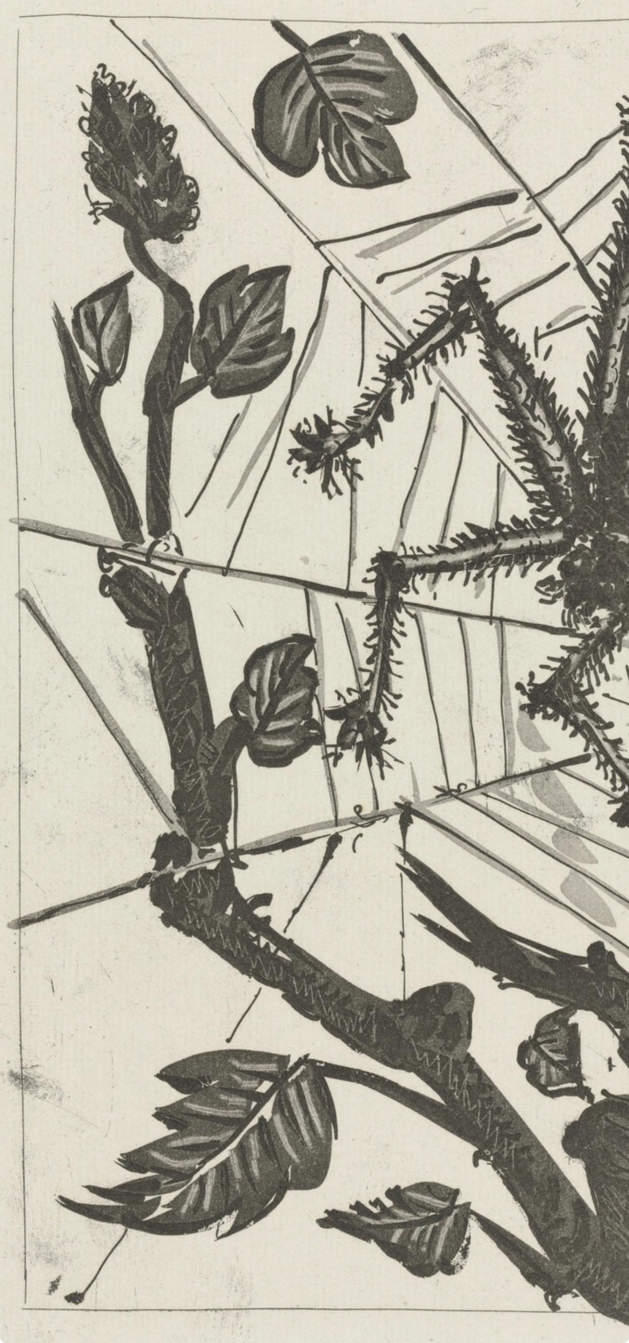 Picasso, L'Araignée, Histoire naturelle (nach) – Print von Pablo Picasso
