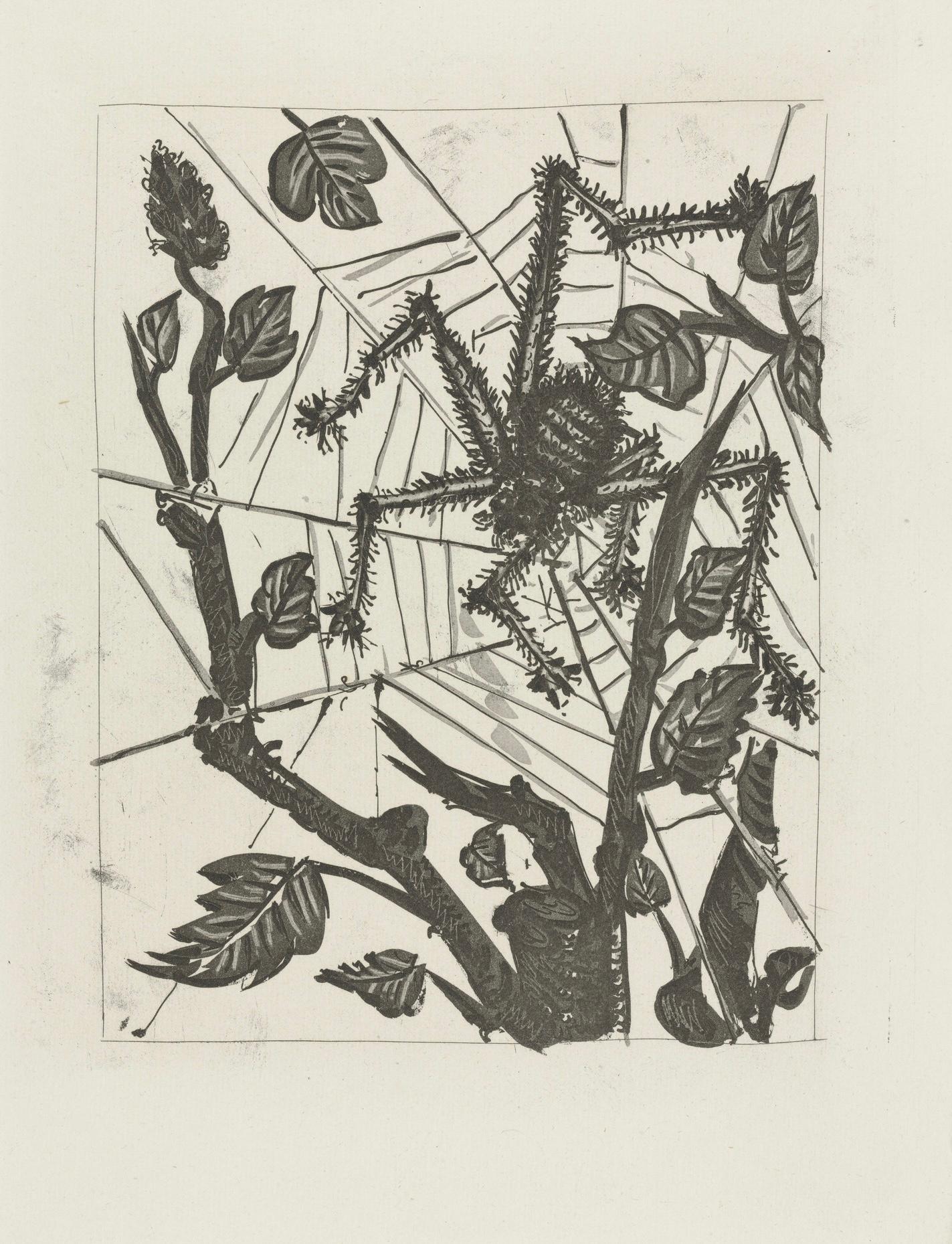 Picasso, L'Araignée, Histoire naturelle (after) For Sale 4