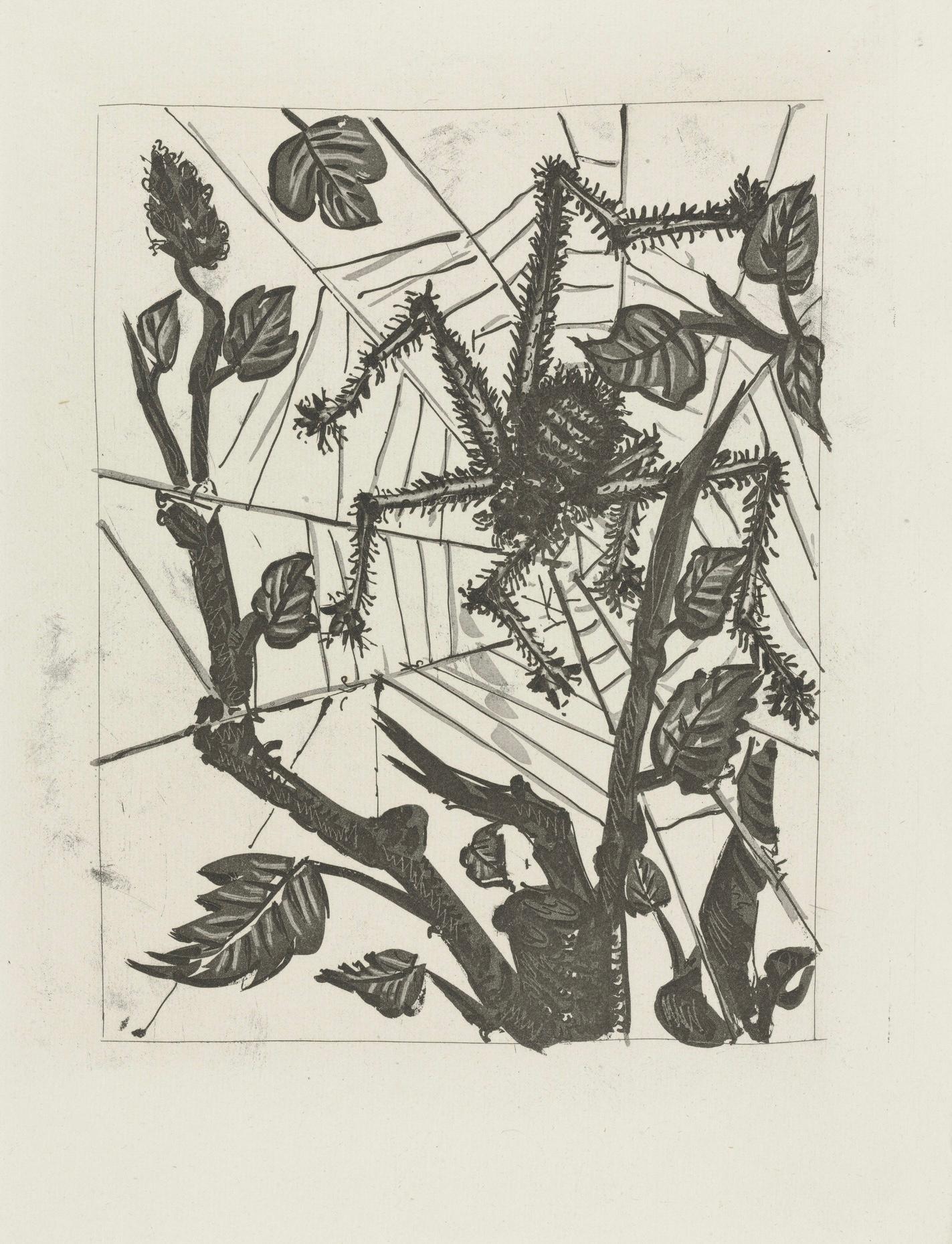 Picasso, L'Araignée, Histoire naturelle (nach) im Angebot 3