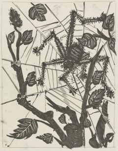 Picasso, L'Araignée, Histoire naturelle (d'après)