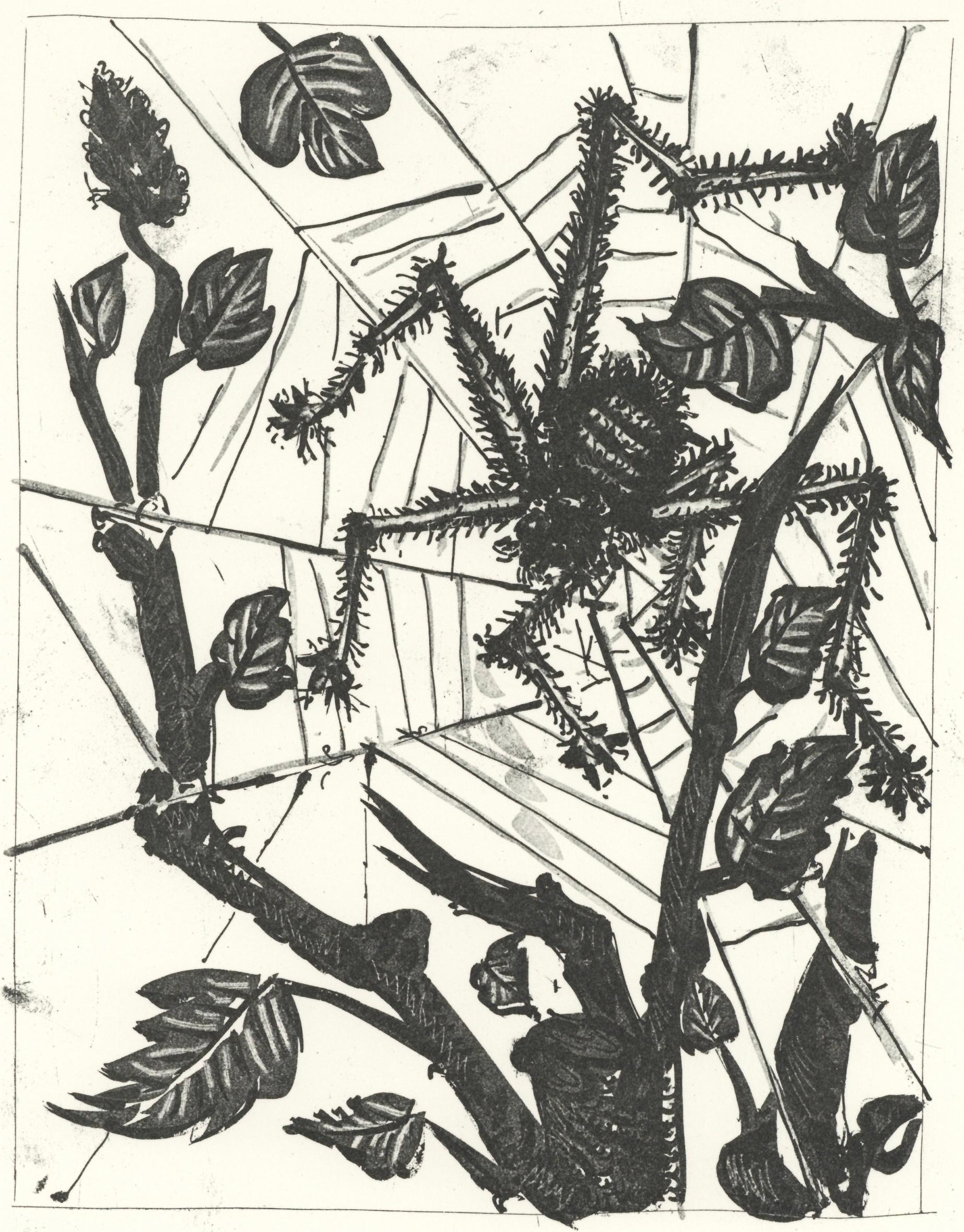 Picasso, L'Araignée, Histoire naturelle (dopo)