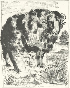 Picasso, Le Bélier, Historia natural (después de)