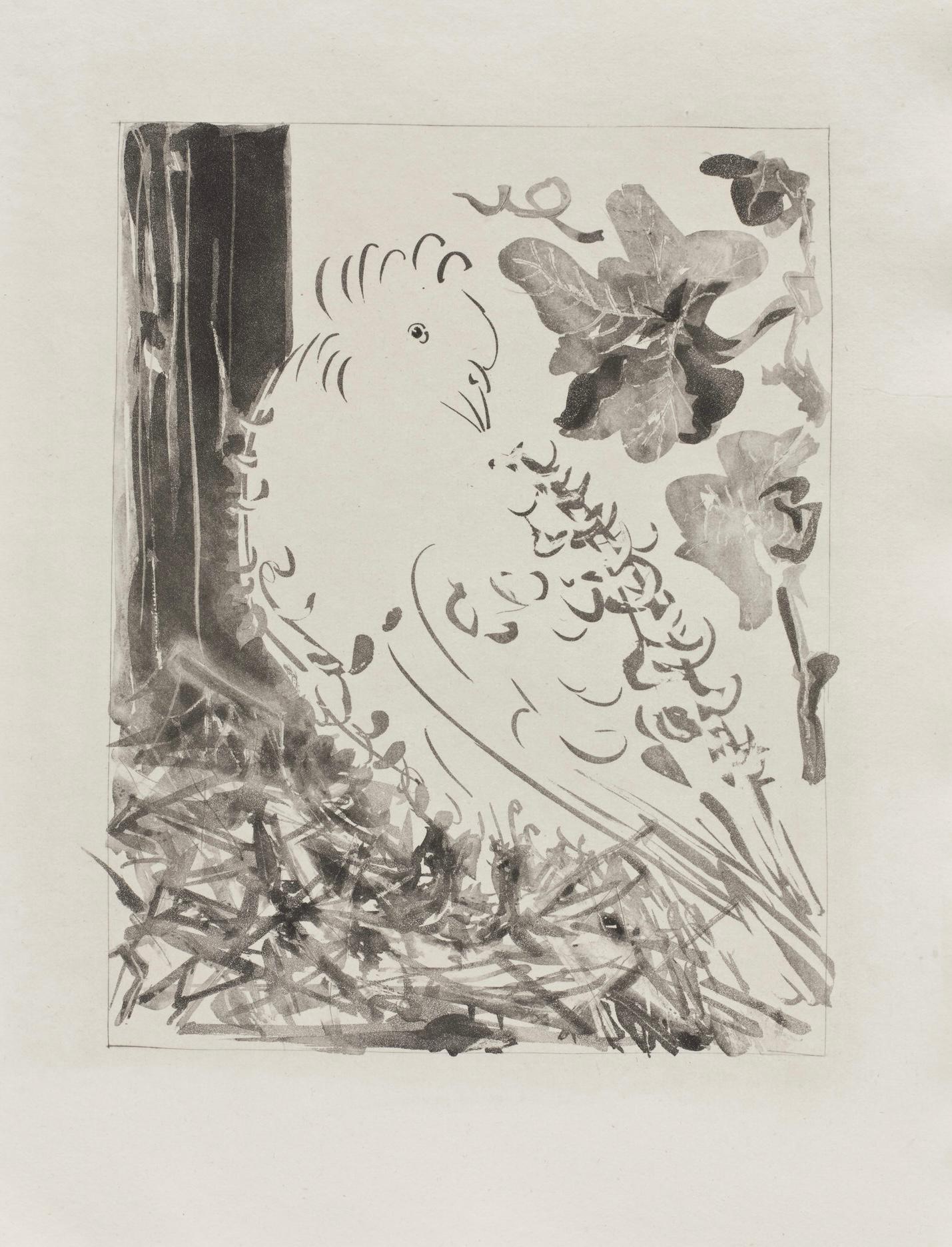 Lithographie sur papier bouffant des Papeteries de Casteljoux. Non signé et non numéroté, tel que publié. Bon état. Notes : D'après l'in-folio, Eaux-fortes originales pour des textes de Buffon (Histoire naturelle), 1970. Publié par Martin Fabiani,