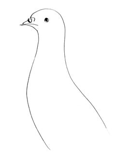 Picasso, Pigeon (Cramer 84 ; Johnson/Stein 77) (d'après)
