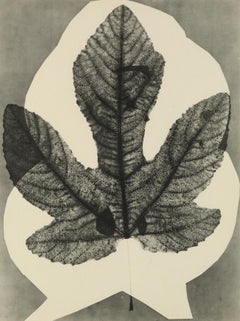 Photogravure Prints and Multiples