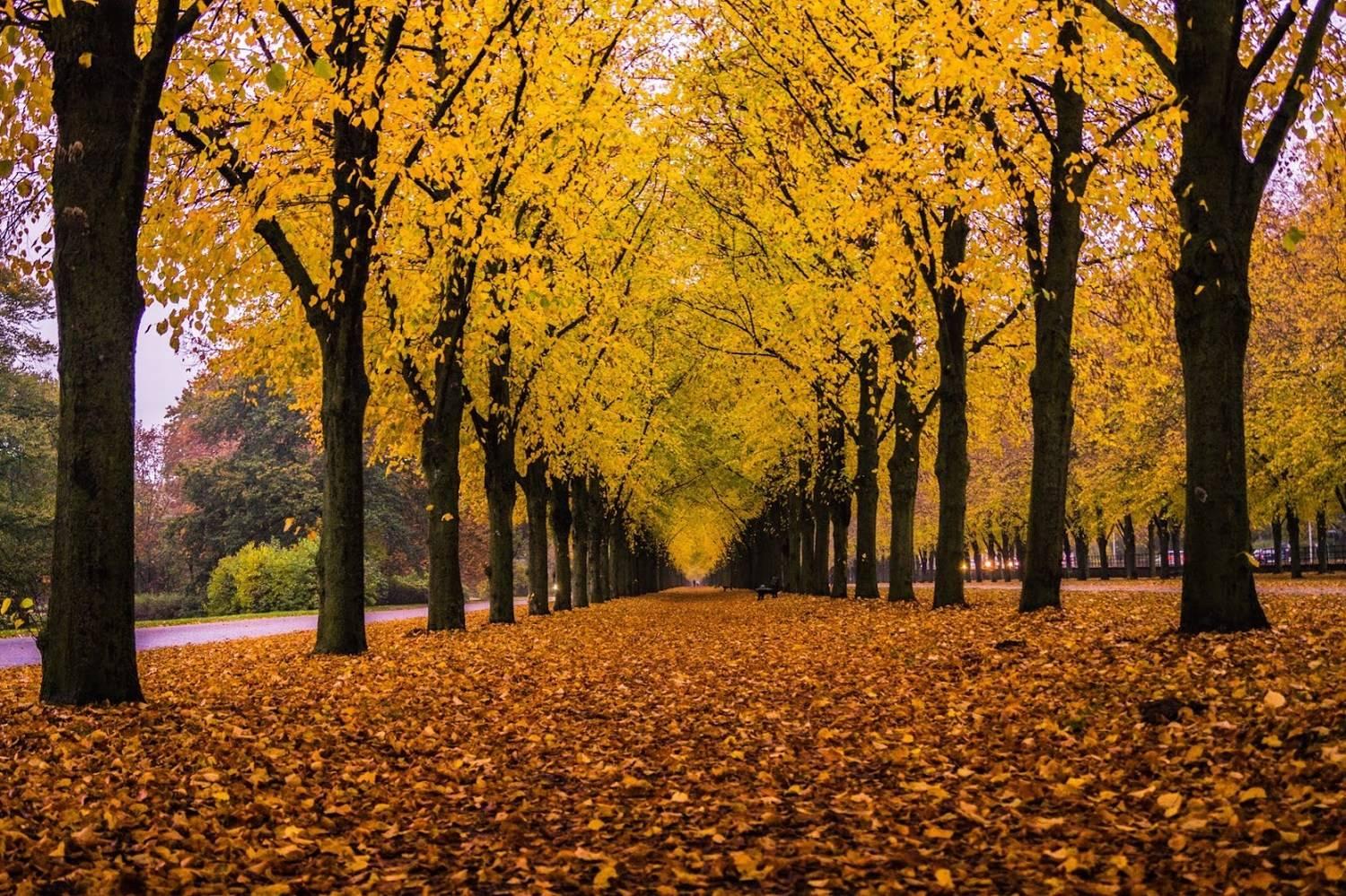 Landscape Photograph di Pablo Saccinto - Autunno in Germania