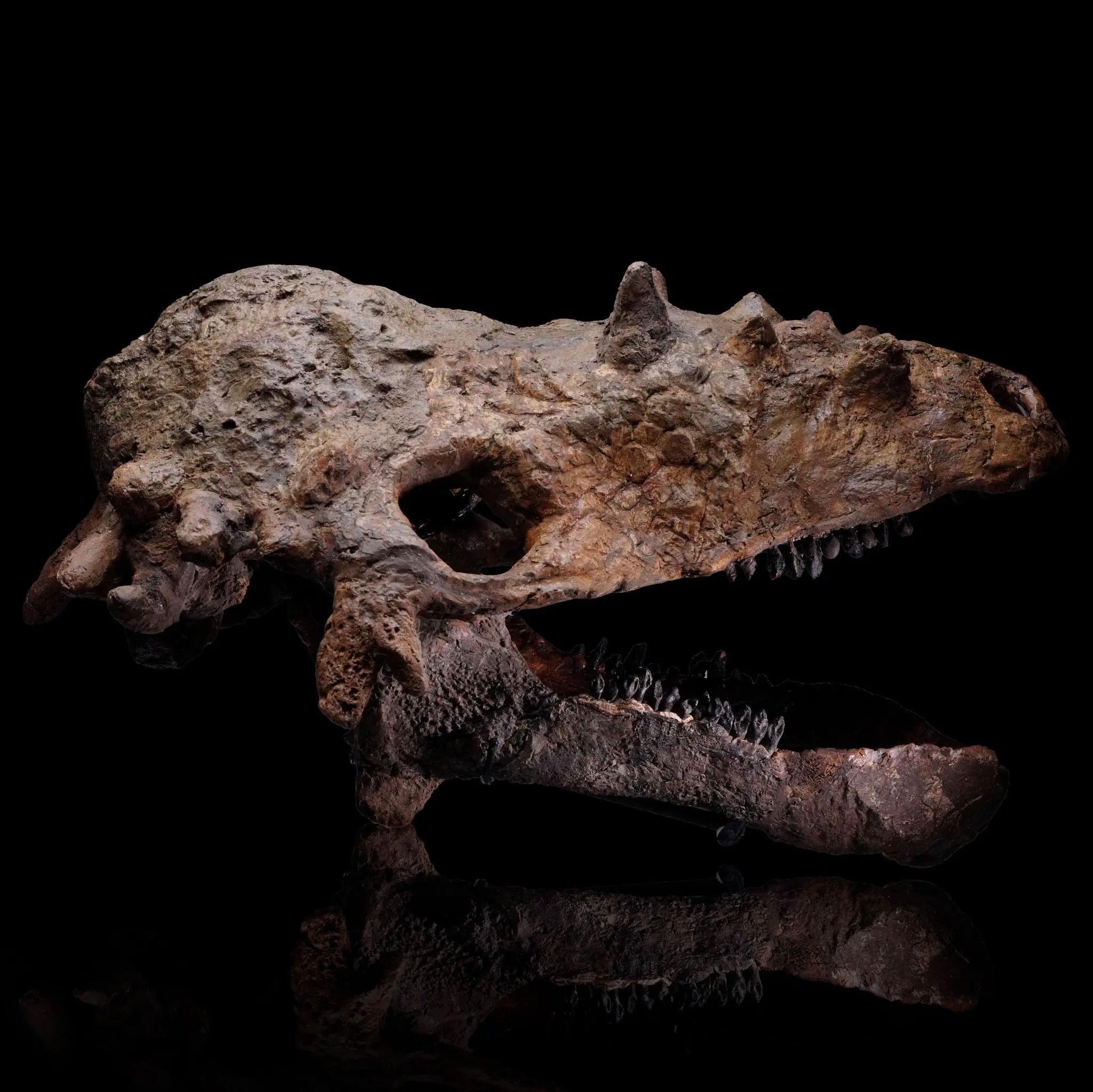 Questo autentico cranio di Pachycephalosaurus, portato alla luce nel 2005 dalla famosa Formazione Hell Creek, risale a circa 67 milioni di anni fa, al tardo Cretaceo. I pachicefali sono noti soprattutto per i loro crani spessi e a forma di cupola,
