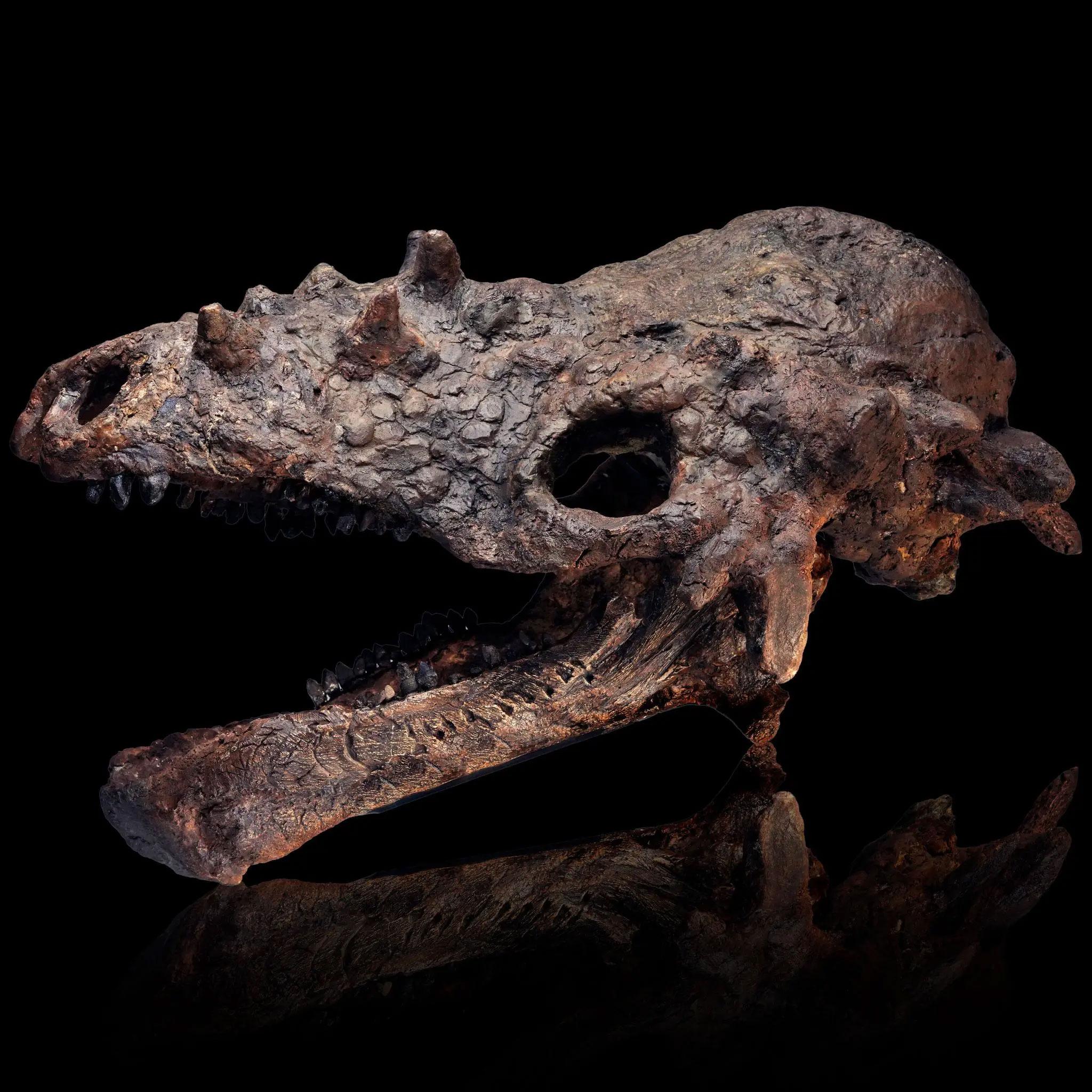 Americano Cranio di Pachycephalosaurus - (Pachy) in vendita