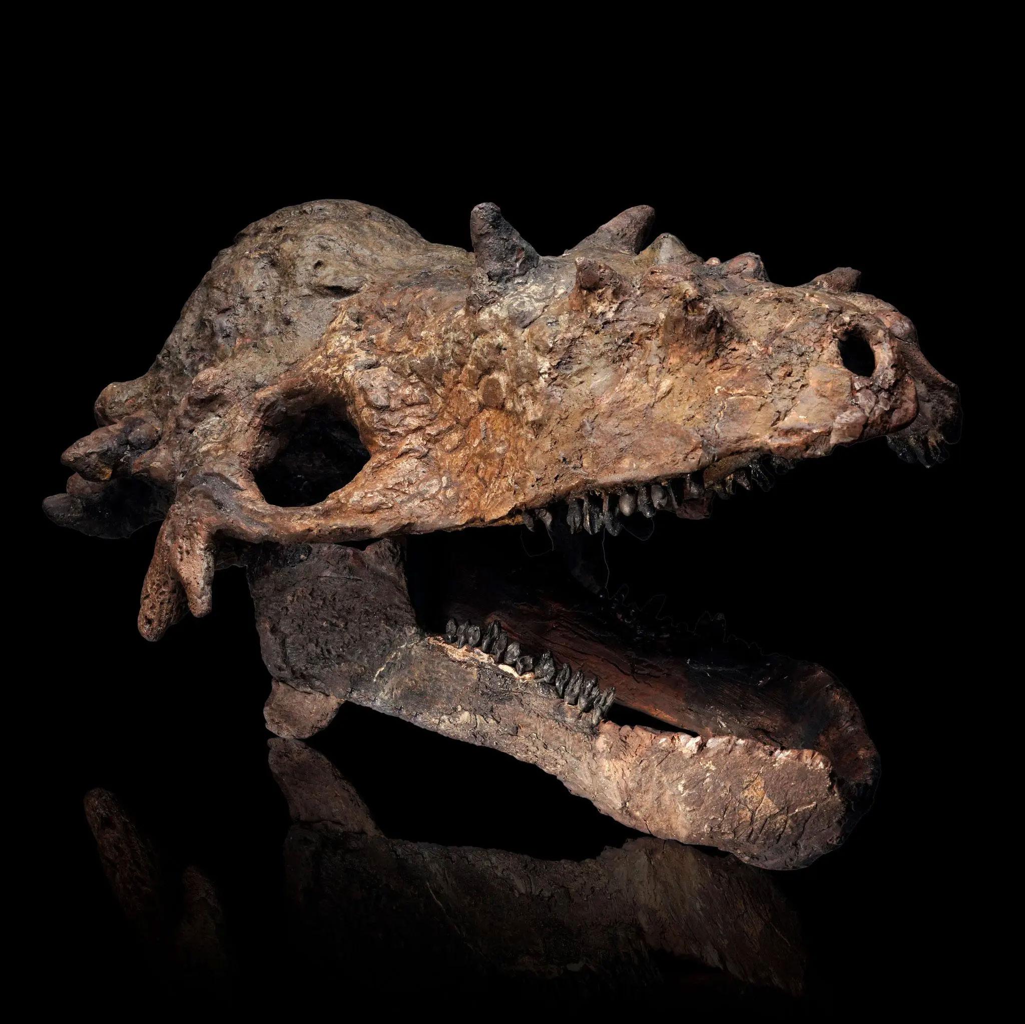 Cranio di Pachycephalosaurus - (Pachy) In condizioni Nuovo in vendita a New York, NY
