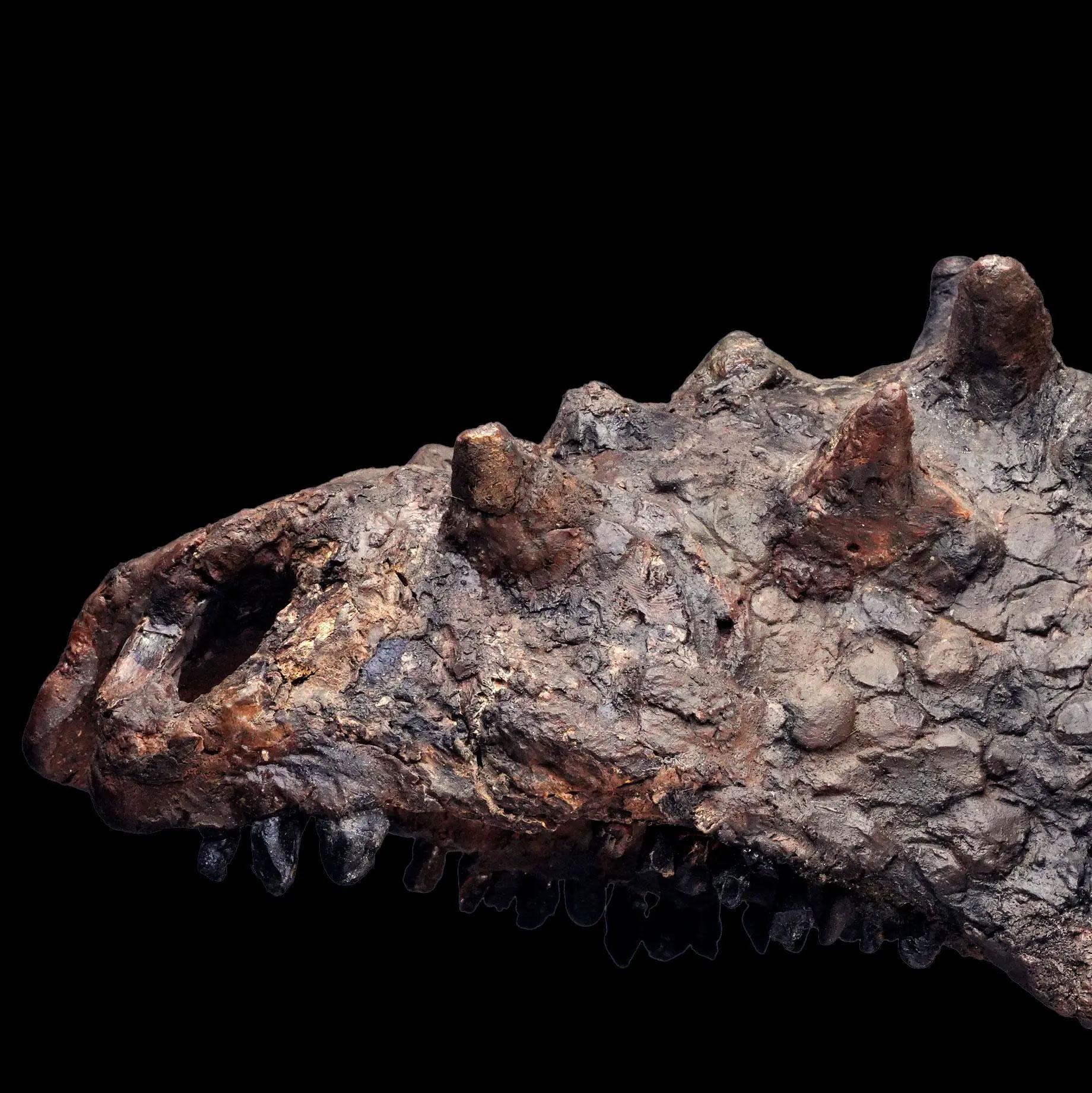 XXI secolo e contemporaneo Cranio di Pachycephalosaurus - (Pachy) in vendita