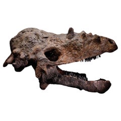 Pachycephalosaurus-Schädel - (Pachy)