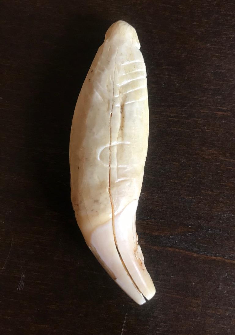 A fantastic Northwest Coast Tlingit tribe shaman's pendant carved from Grizzly Tooth with jeweled/ beaded eyes likely acquired from Western/ European traders.

We were told this piece dated to the 1880s but we have not verified this.

Would be a