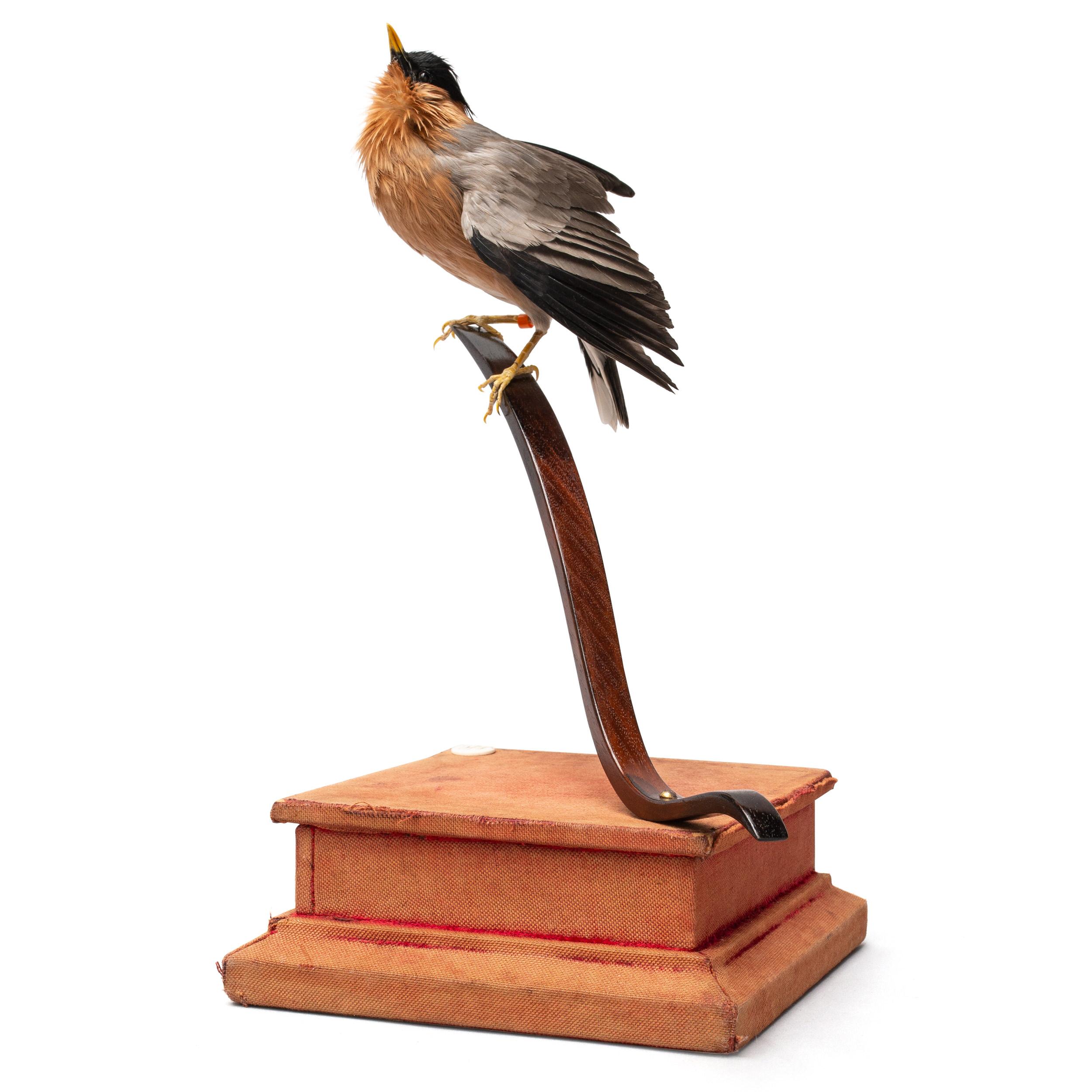 Dutch Pagoda Starling Fine Taxidermy by DS&vT