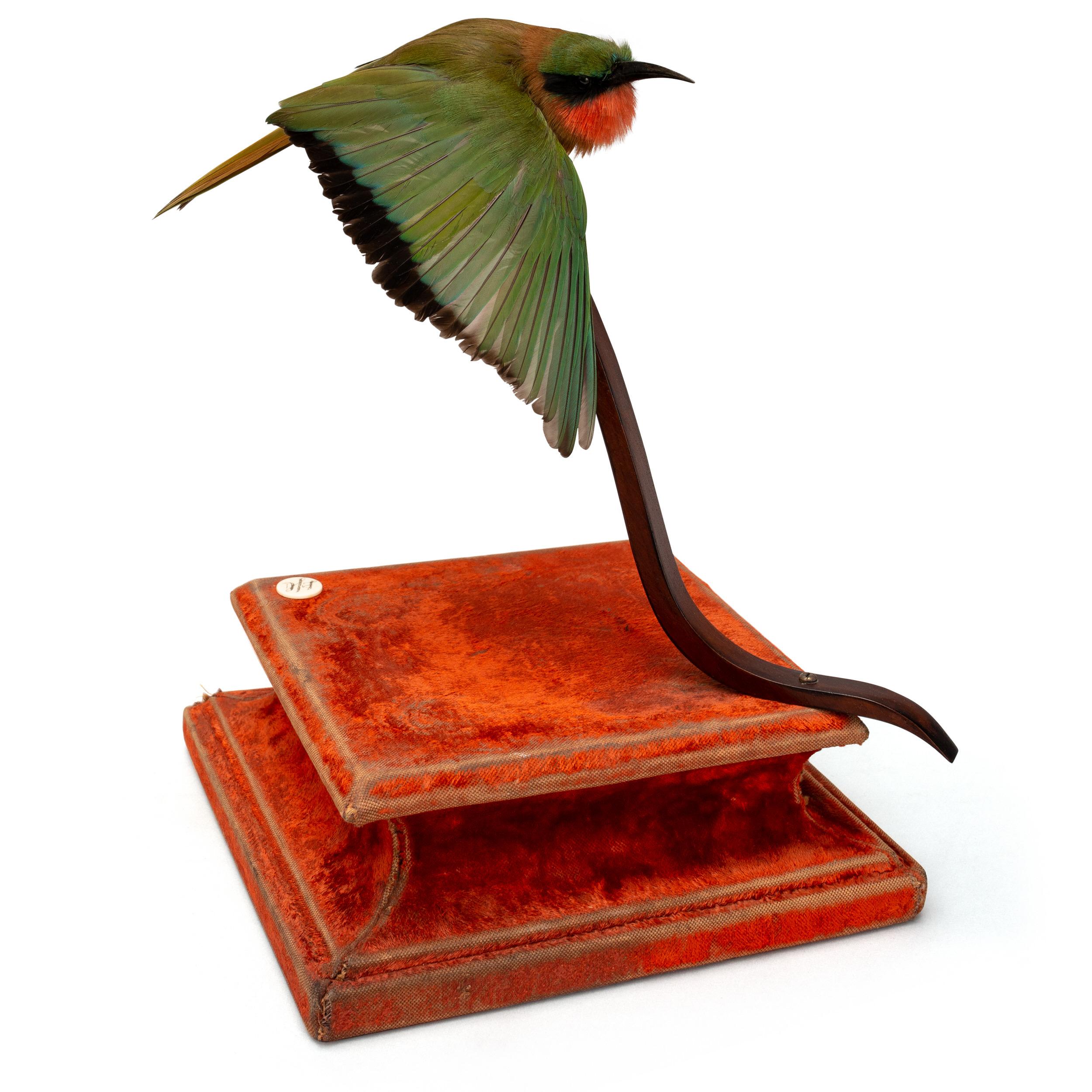 Contemporary Pagoda Starling Fine Taxidermy by DS&vT