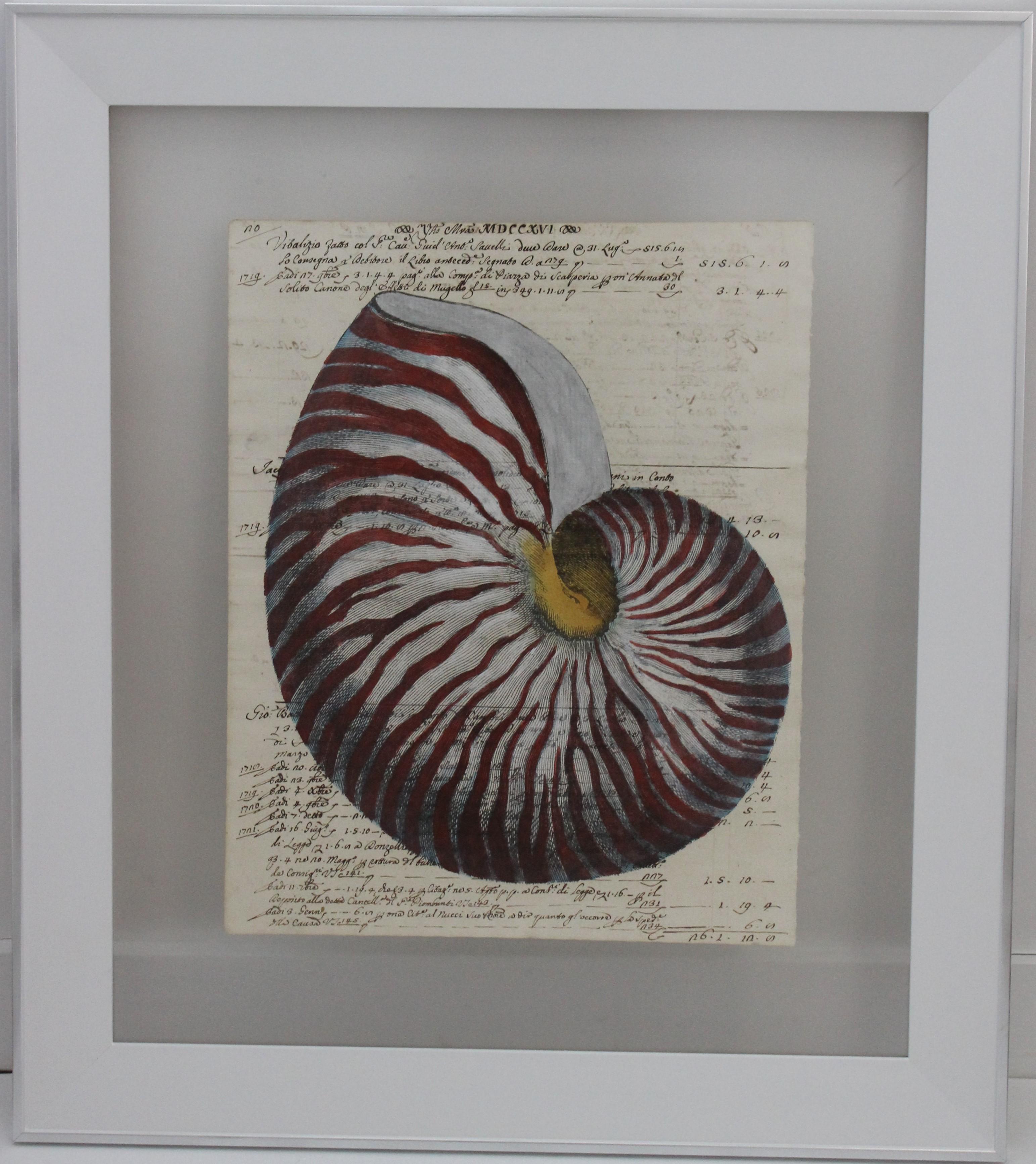 Hand painting of Red Nautilus on circa 1719 manuscript paper framed with reversing view from a Palm Beach estate.

  
