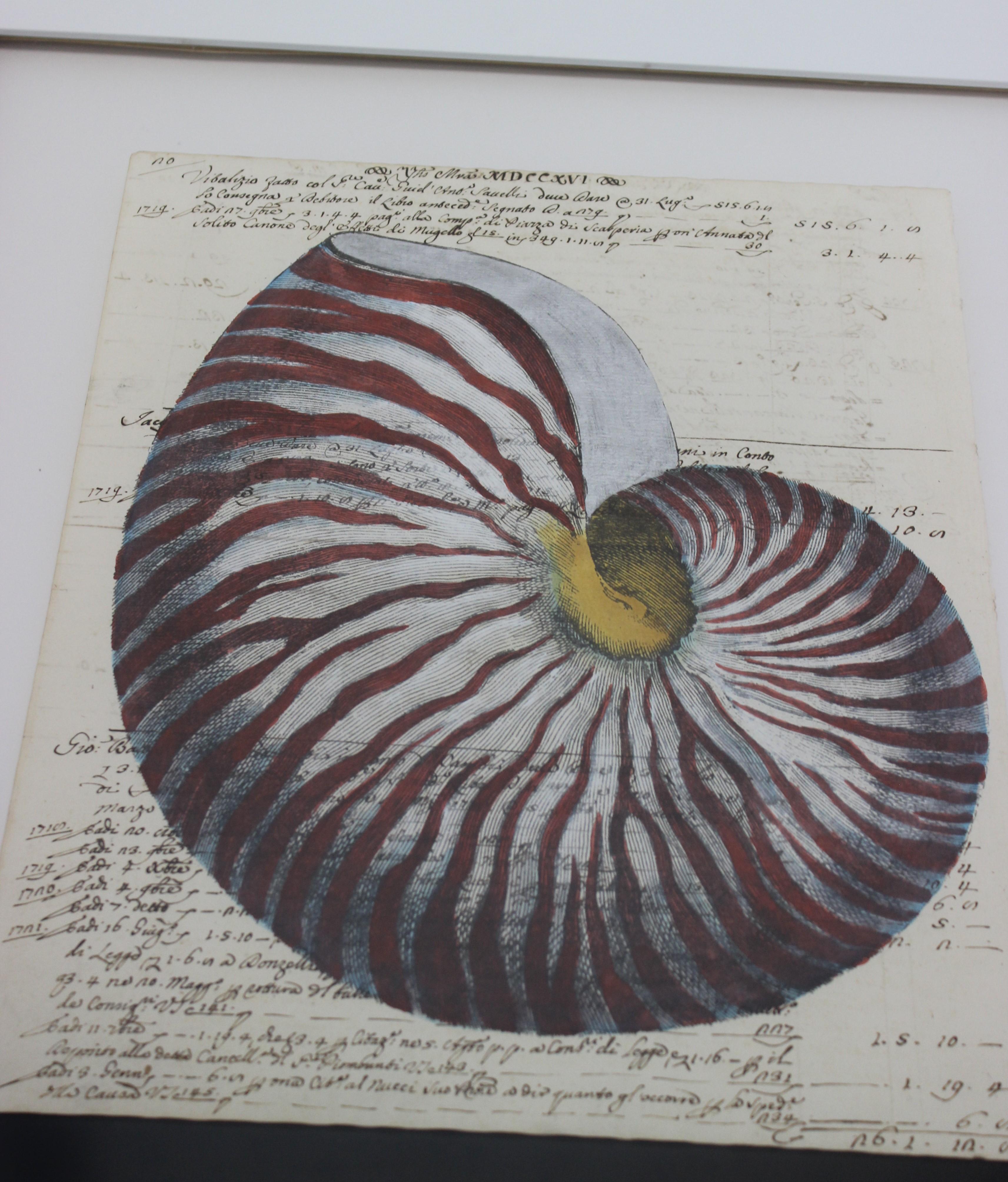 Painting of Red Nautilus on Manuscript Paper In Good Condition For Sale In West Palm Beach, FL