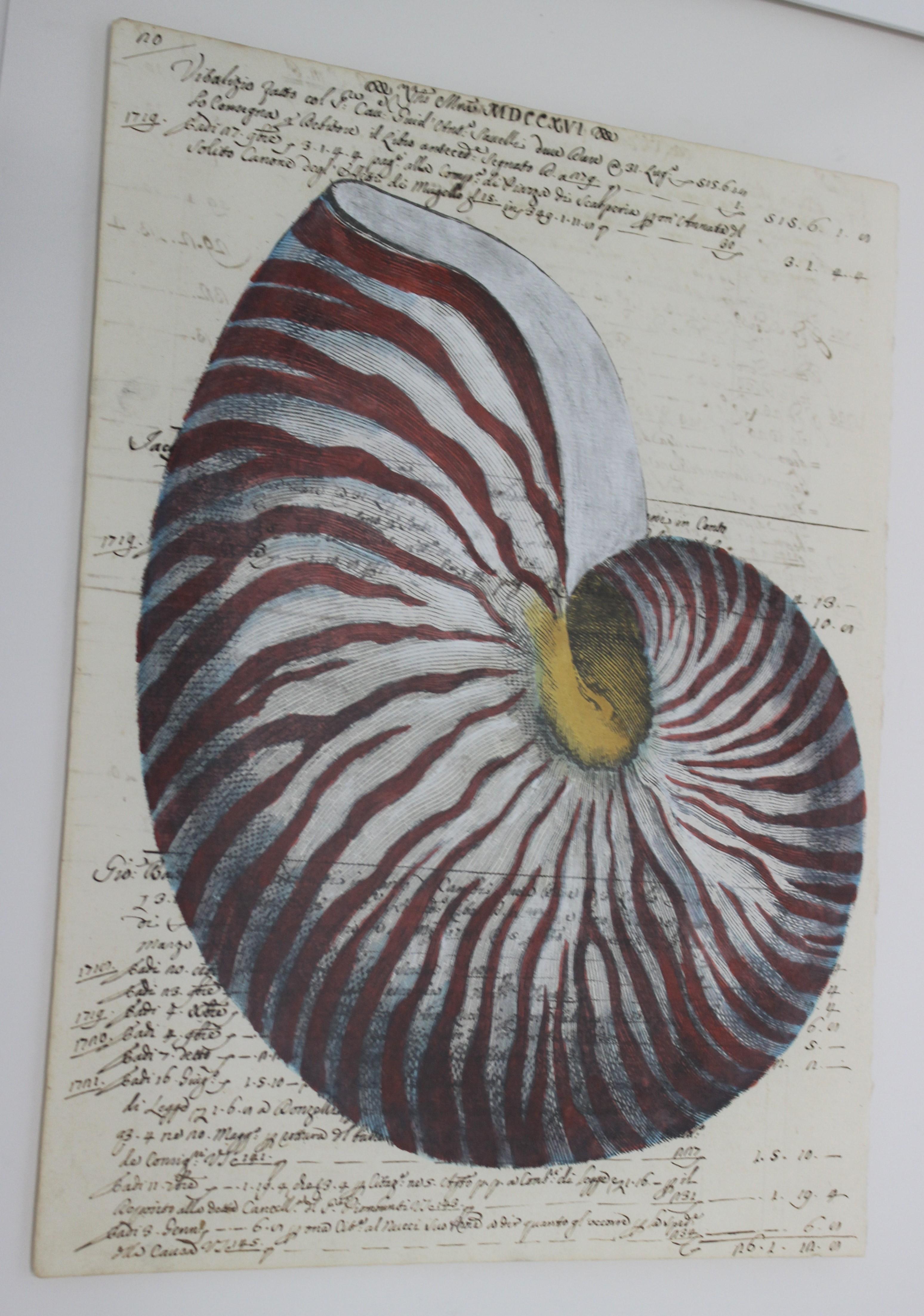18th Century Painting of Red Nautilus on Manuscript Paper For Sale