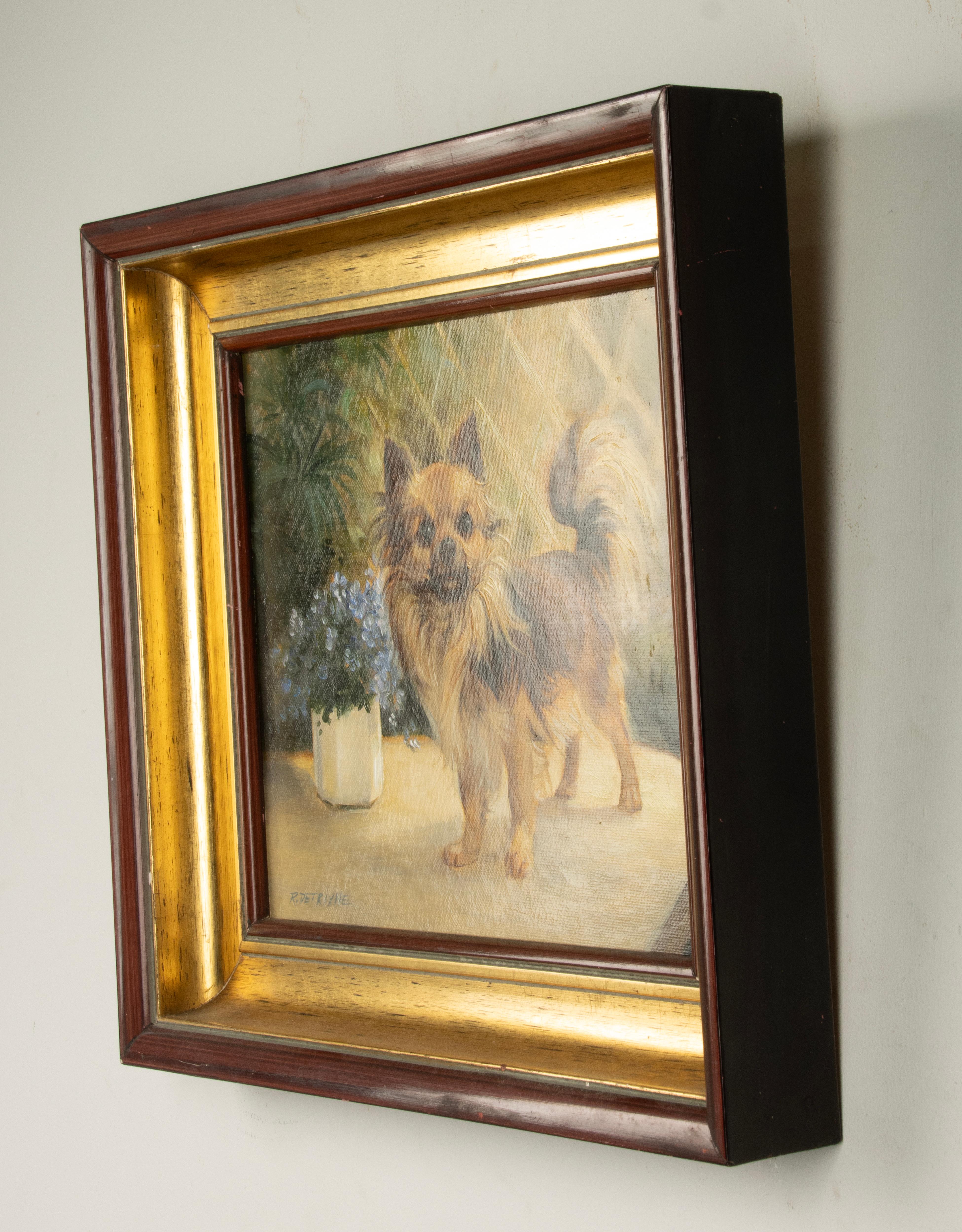 Fine XX secolo Pittura - Ritratto di un cane chihuahua - Di Robert Detrixhe in vendita