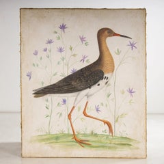 Paintings of Exotic Birds