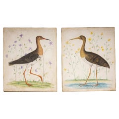 Paintings of Exotic Birds