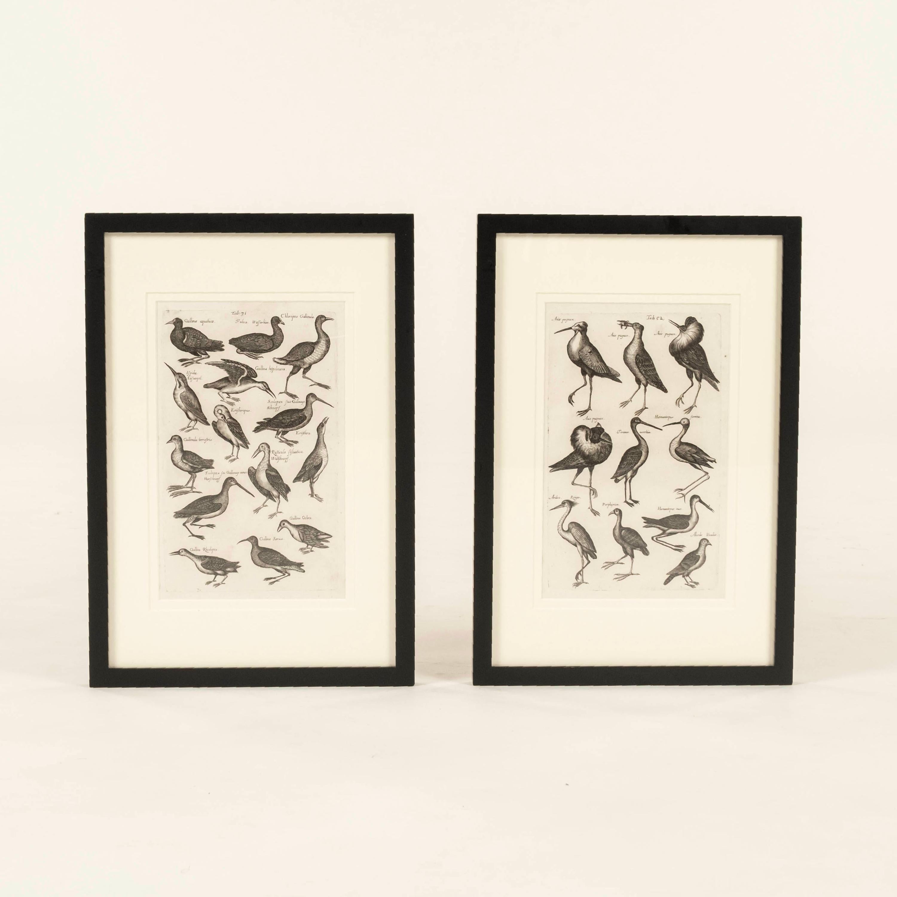 Zwei antike Kupferstiche aus John Johnstons (1603-1675) 