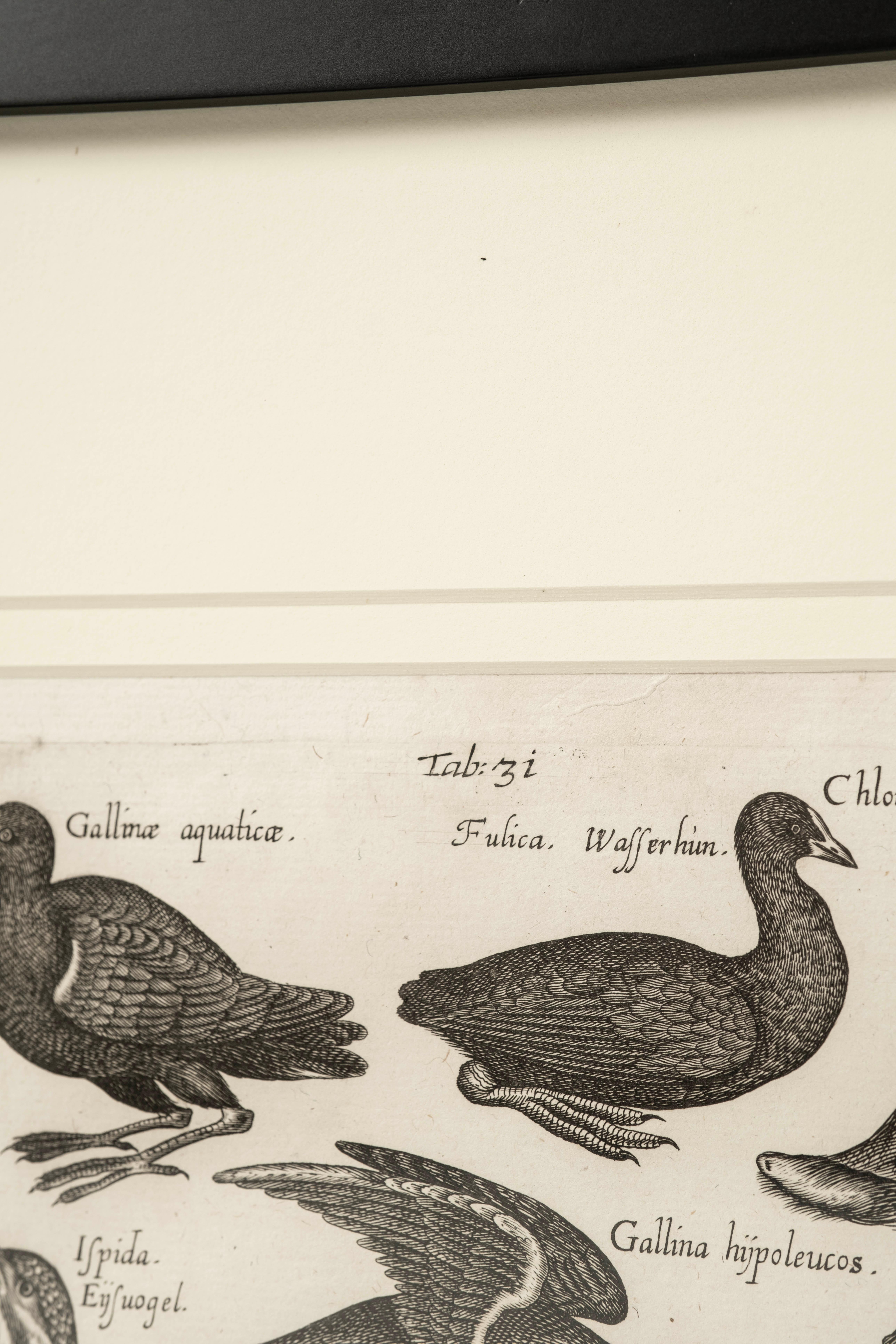 Paar John Johnston Historiae Naturalis Vogelgravuren aus dem 17. (Polnisch) im Angebot