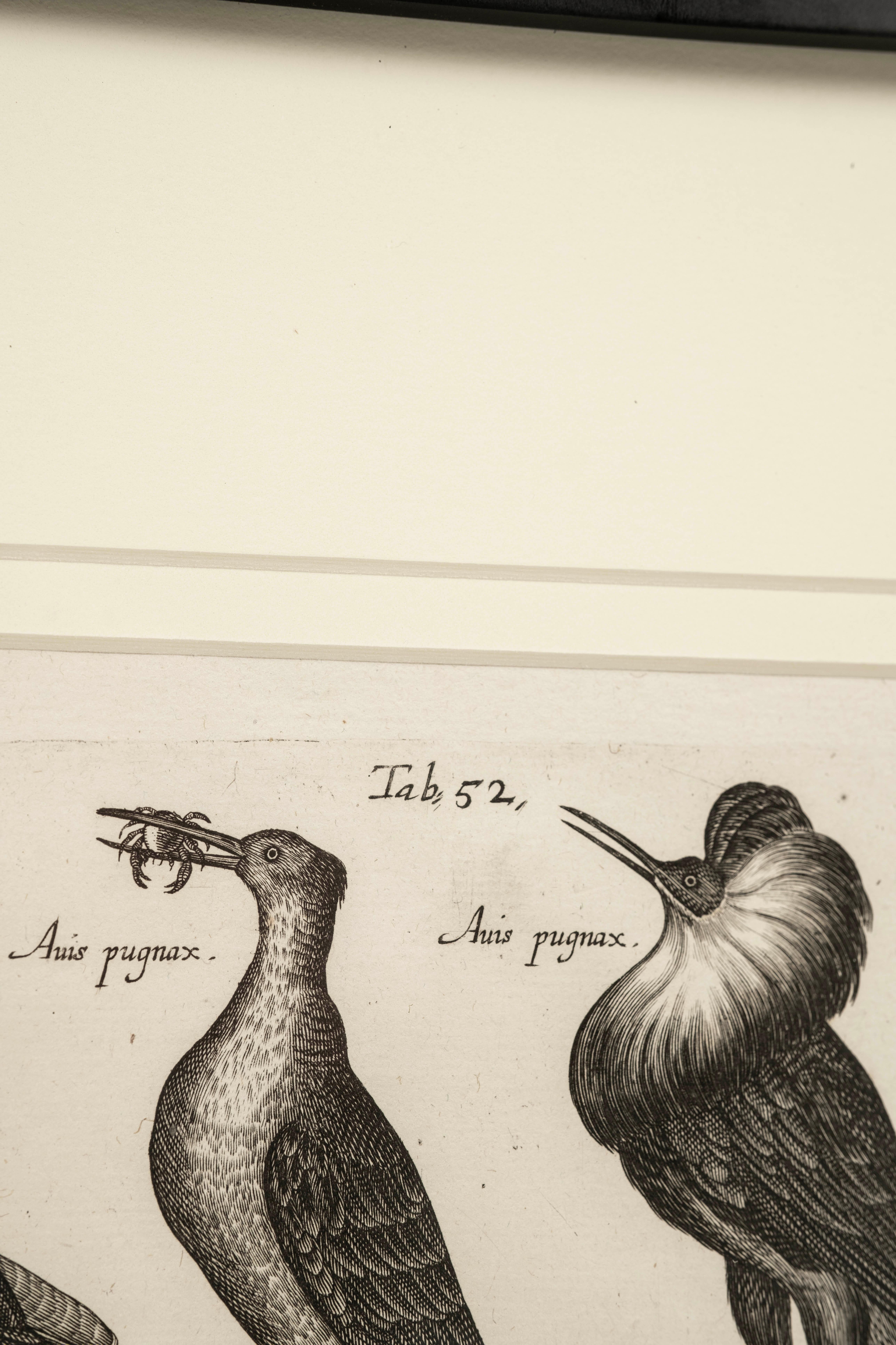 Paar John Johnston Historiae Naturalis Vogelgravuren aus dem 17. im Zustand „Gut“ im Angebot in Houston, TX