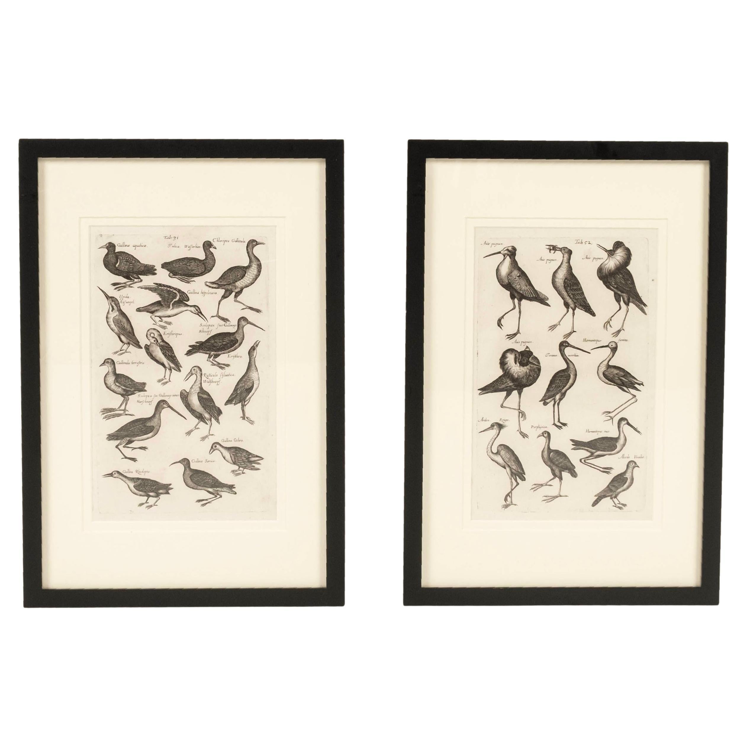 Paar John Johnston Historiae Naturalis Vogelgravuren aus dem 17.