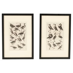 Pair 17th Century John Johnston Historiae Naturalis Bird Engravings #1