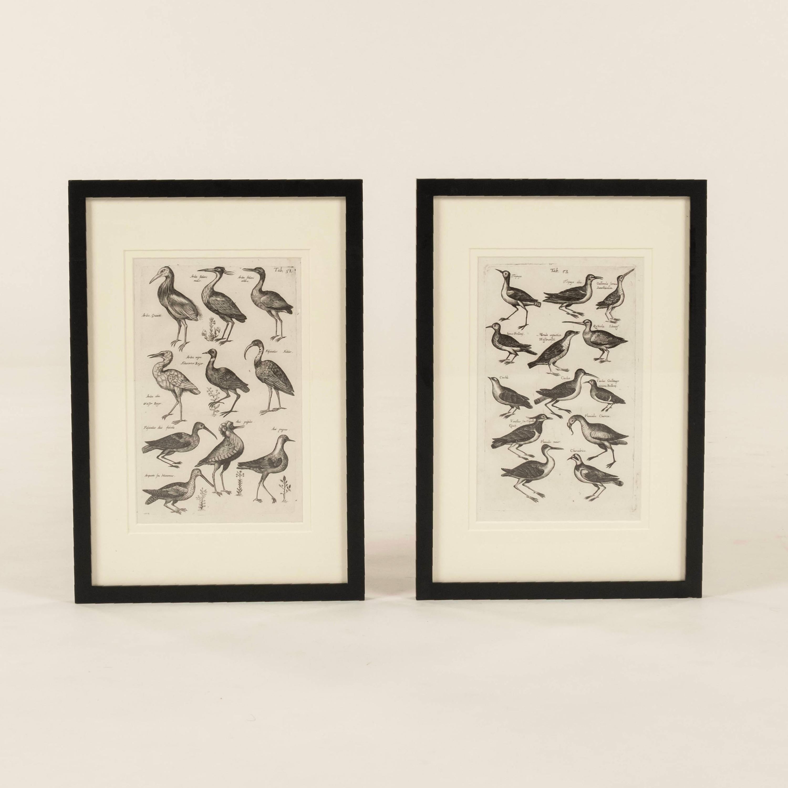 Zwei antike Kupferstiche aus John Johnstons (1603-1675) 