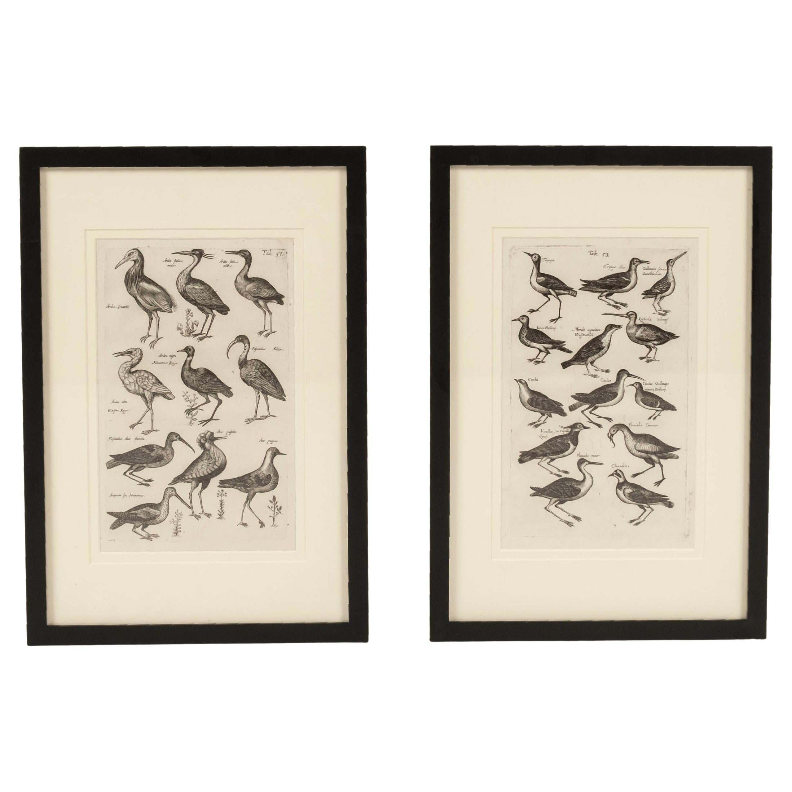 Paar John Johnston Historiae Naturalis Vogelgravuren des 17. Jahrhunderts #2