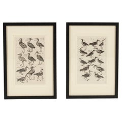 Paar John Johnston Historiae Naturalis Vogelgravuren des 17. Jahrhunderts #2