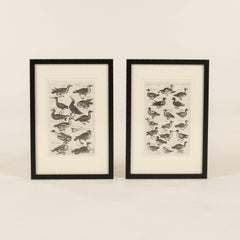 Pair 17th Century John Johnston Historiae Naturalis Bird Engravings #3